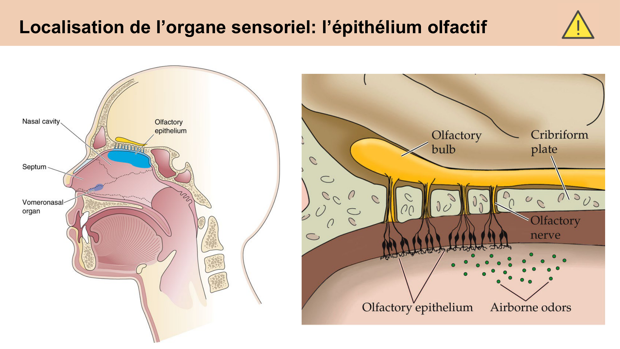 cours sens chimiques CARLETON 2025 page 14