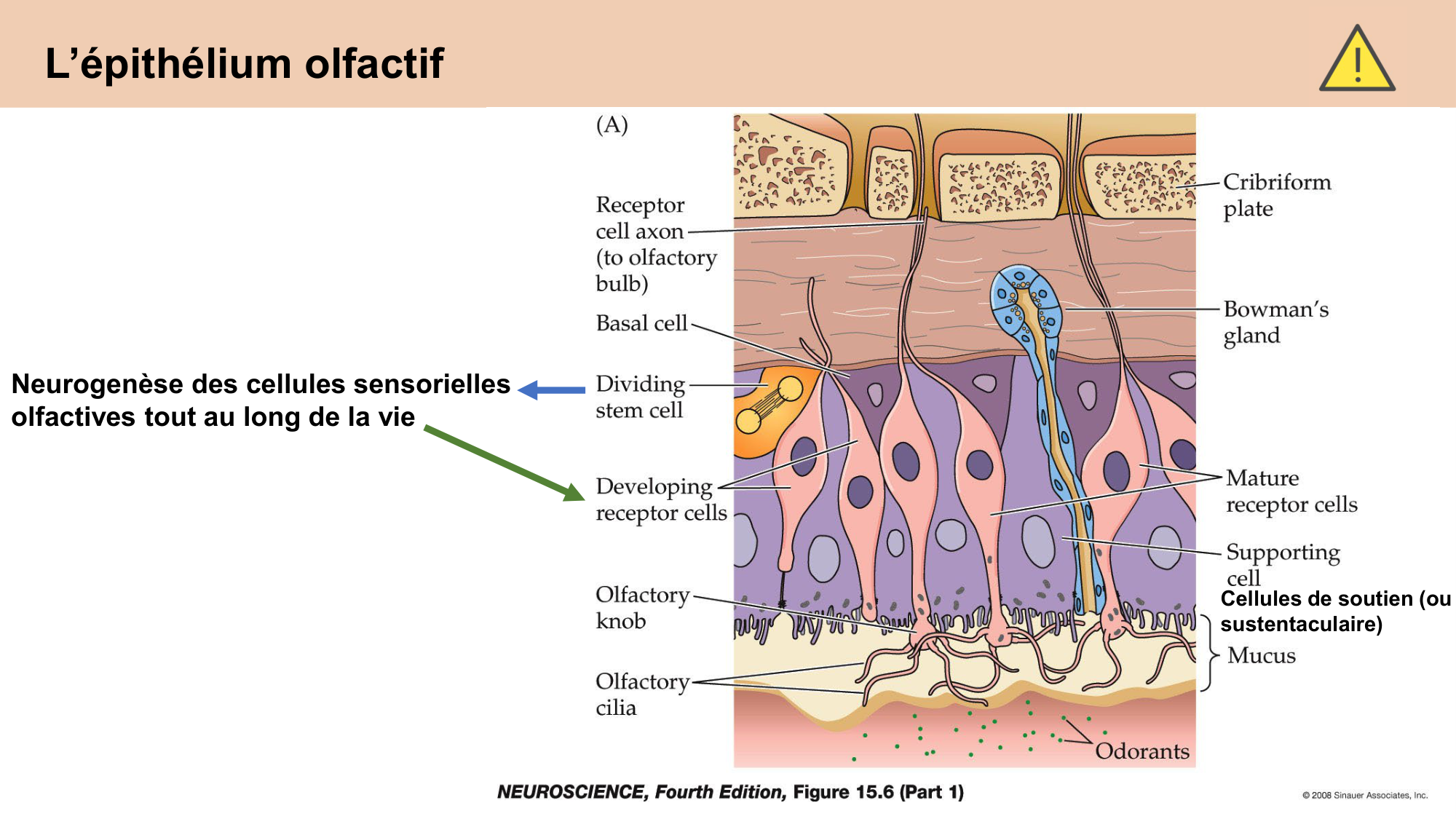 cours sens chimiques CARLETON 2025 page 15