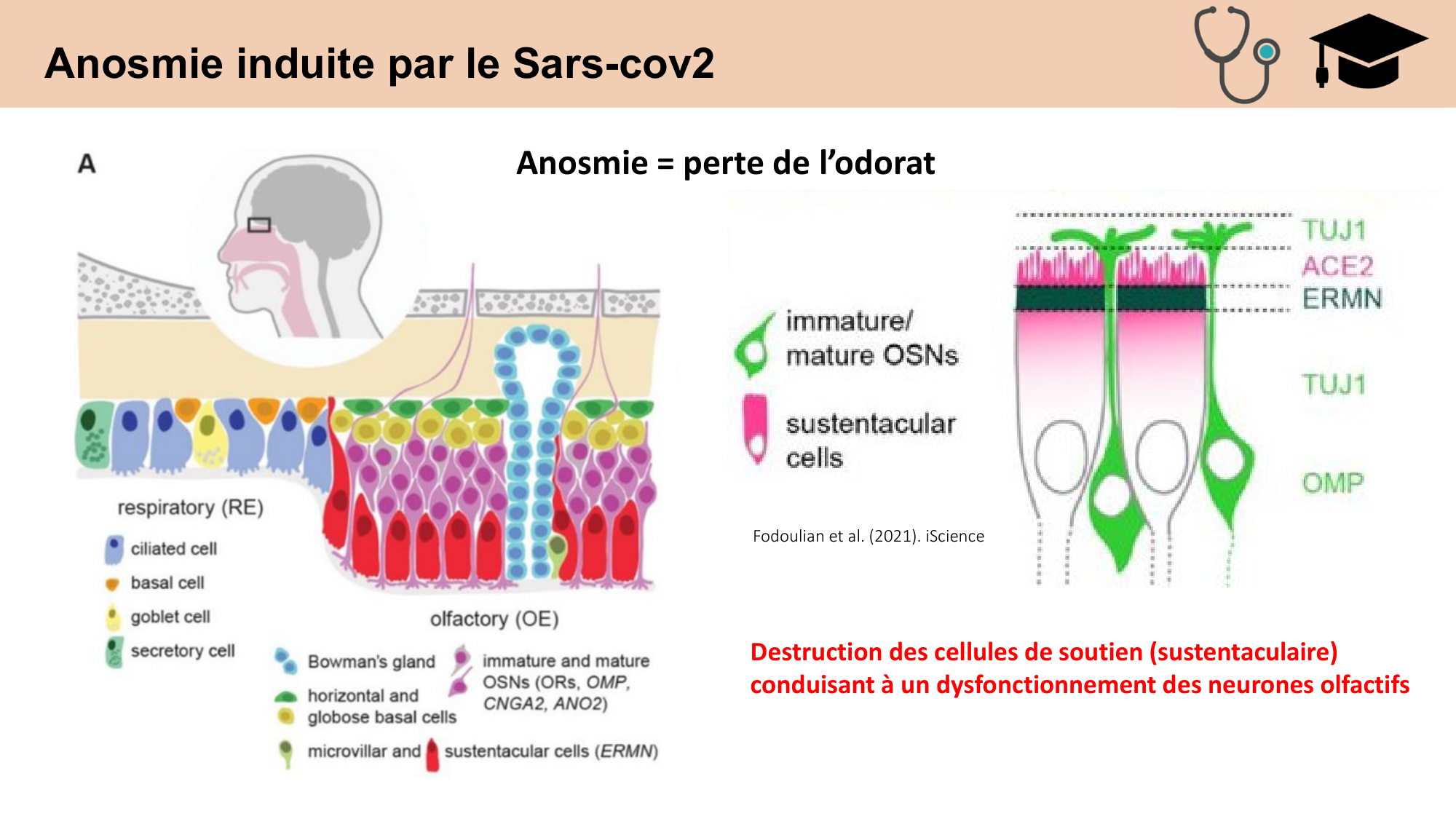cours sens chimiques CARLETON 2025 page 16