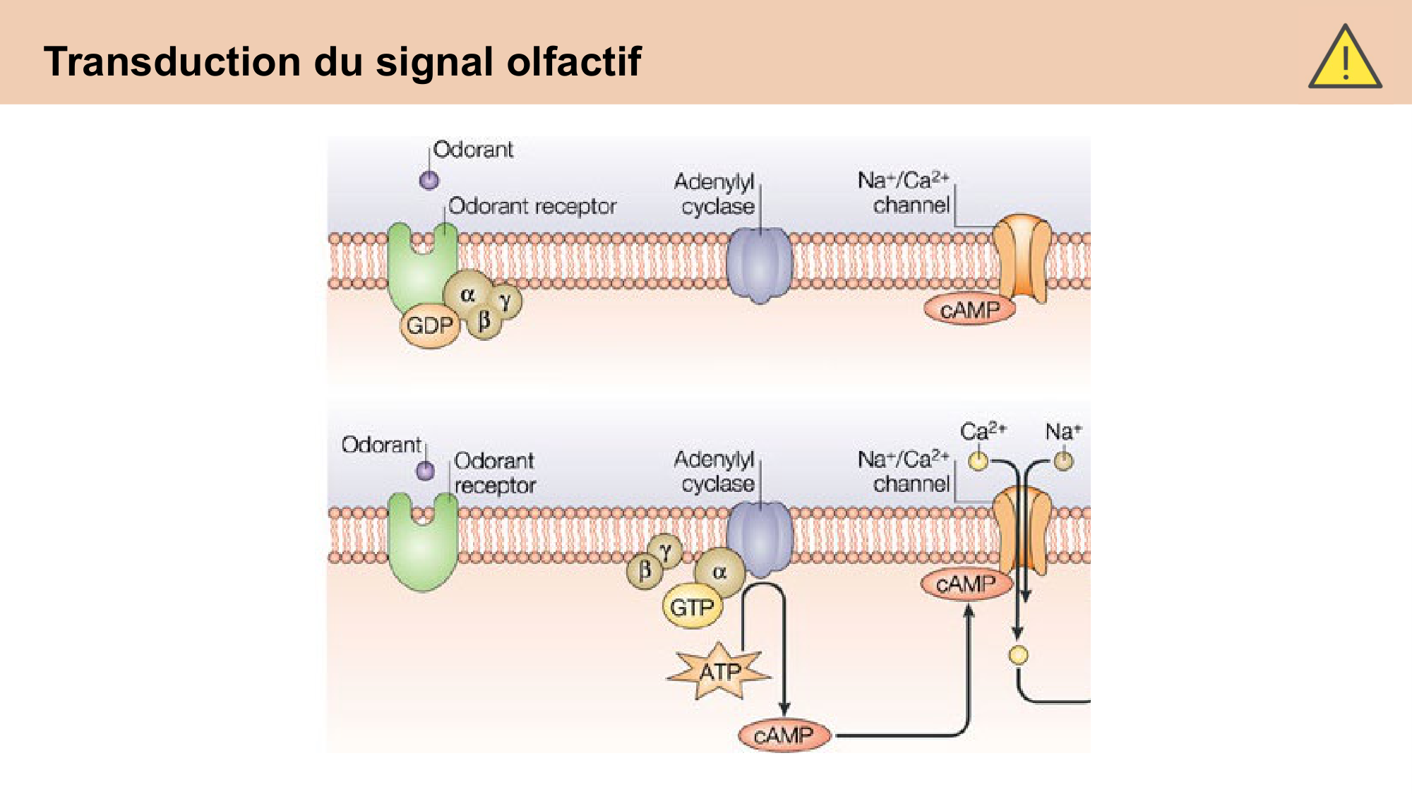cours sens chimiques CARLETON 2025 page 19