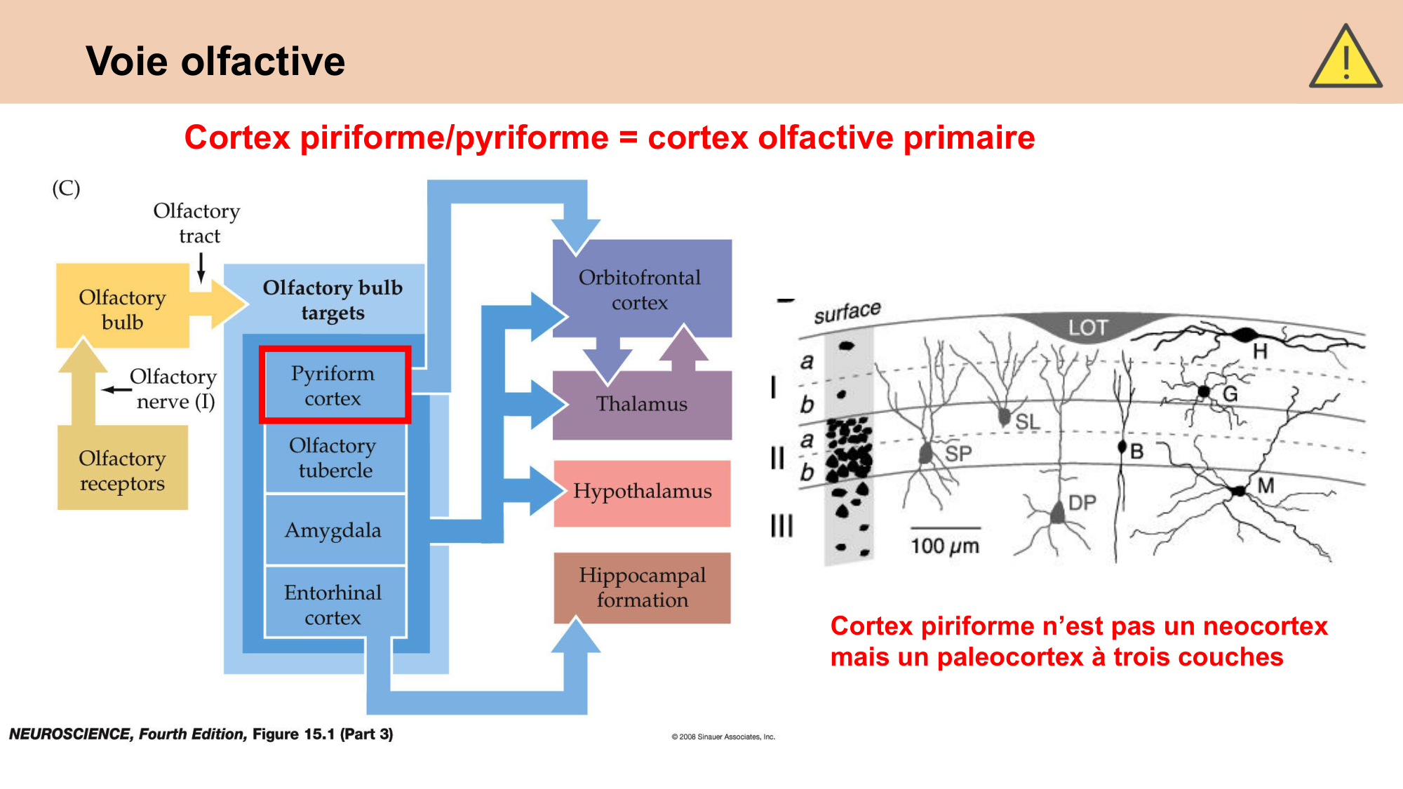 cours sens chimiques CARLETON 2025 page 20