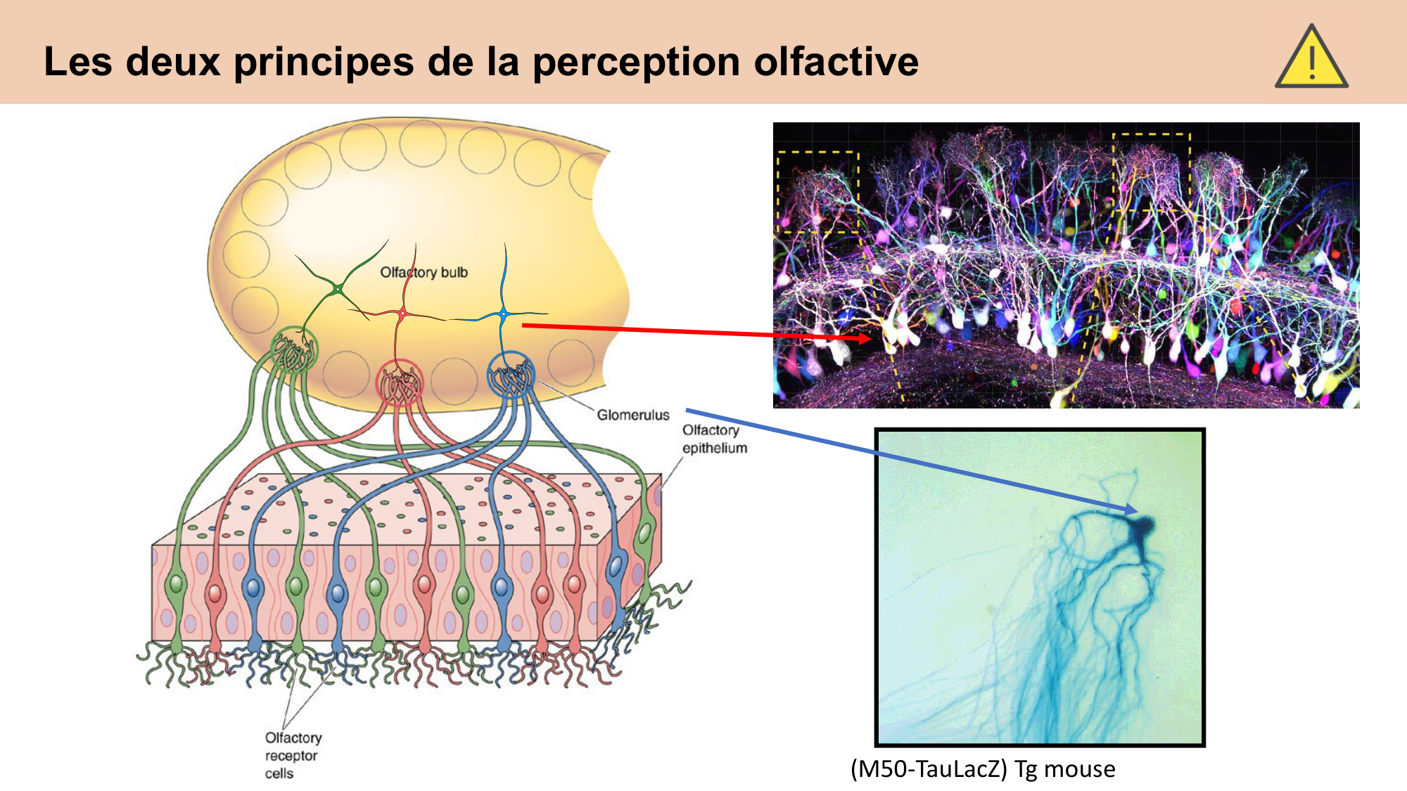 cours sens chimiques CARLETON 2025 page 21