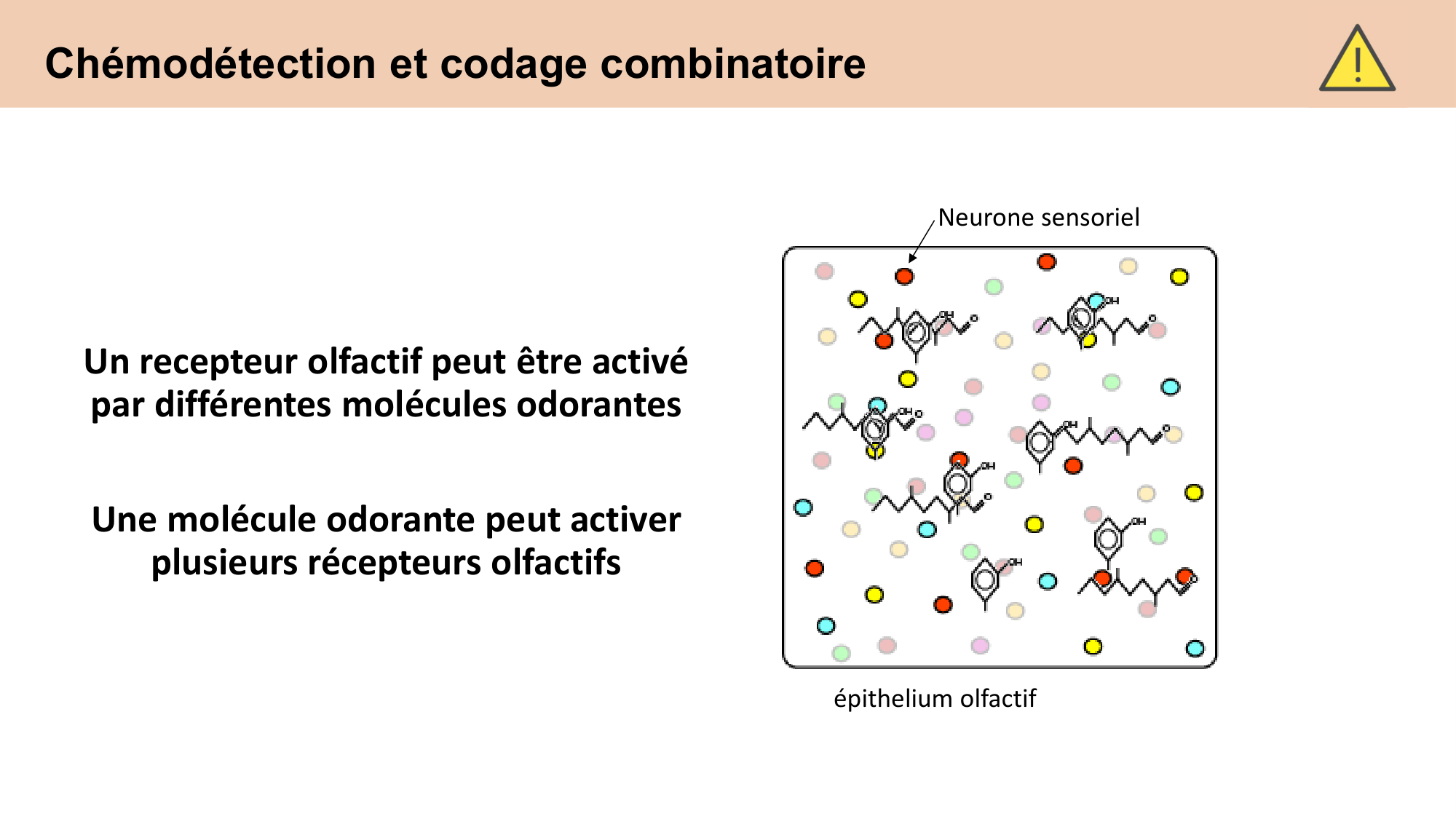 cours sens chimiques CARLETON 2025 page 22