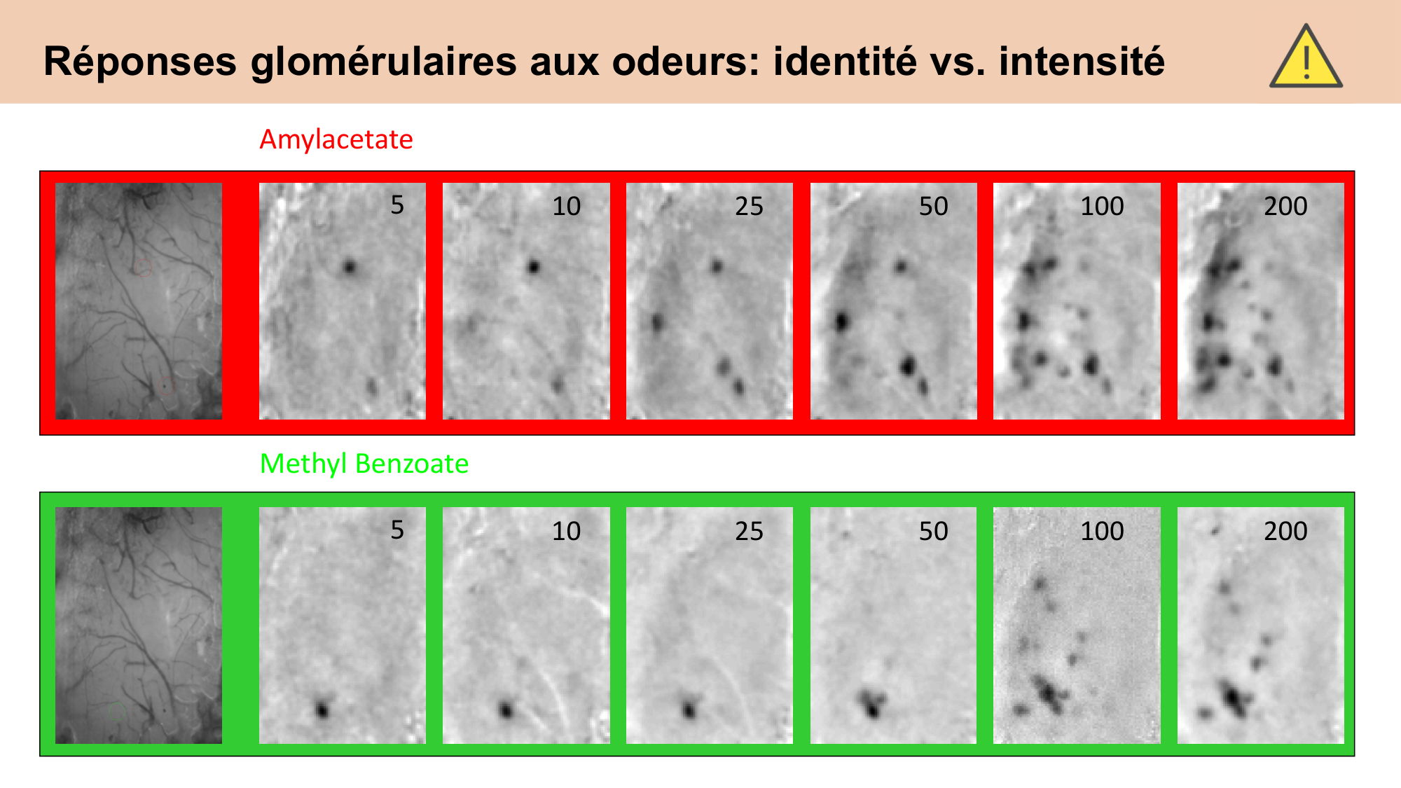 cours sens chimiques CARLETON 2025 page 24