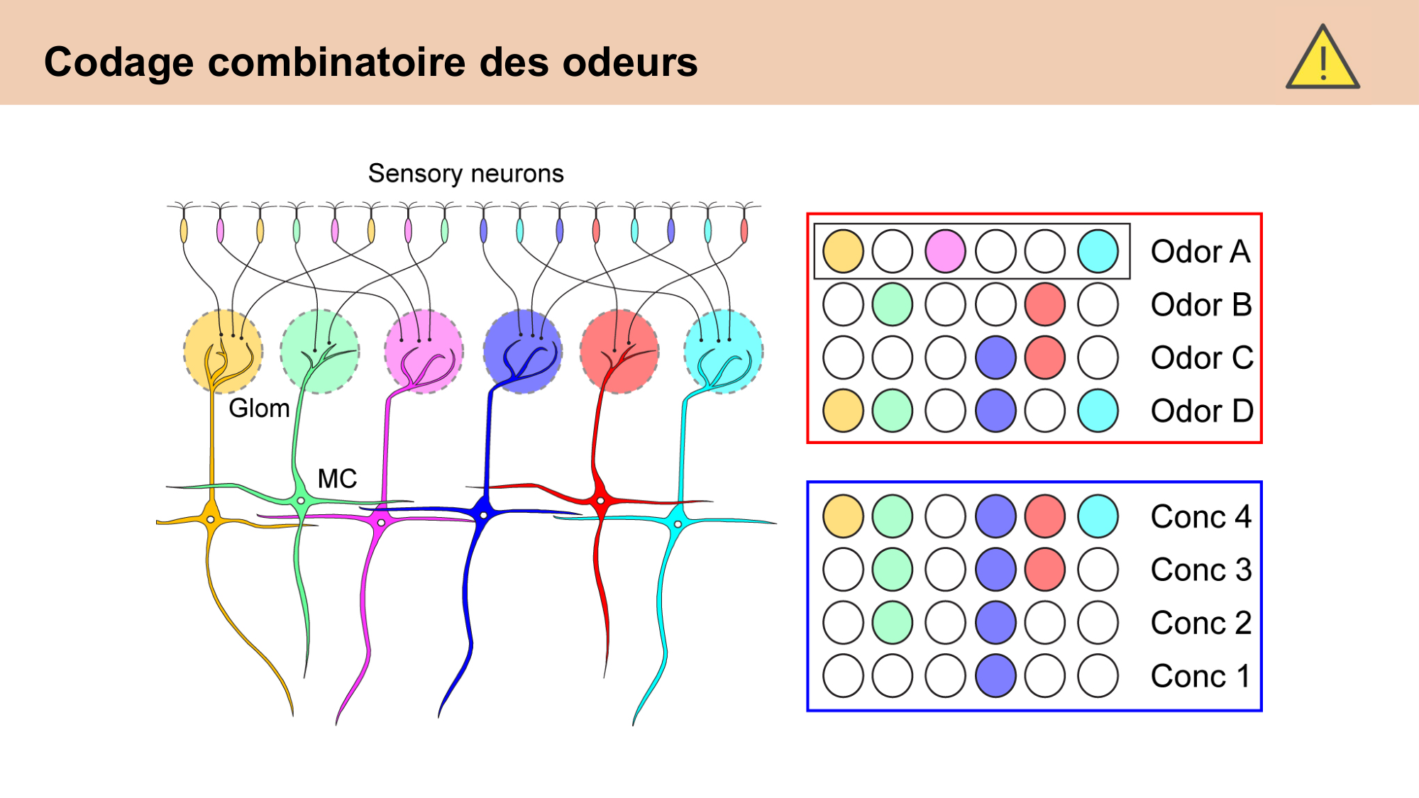 cours sens chimiques CARLETON 2025 page 25