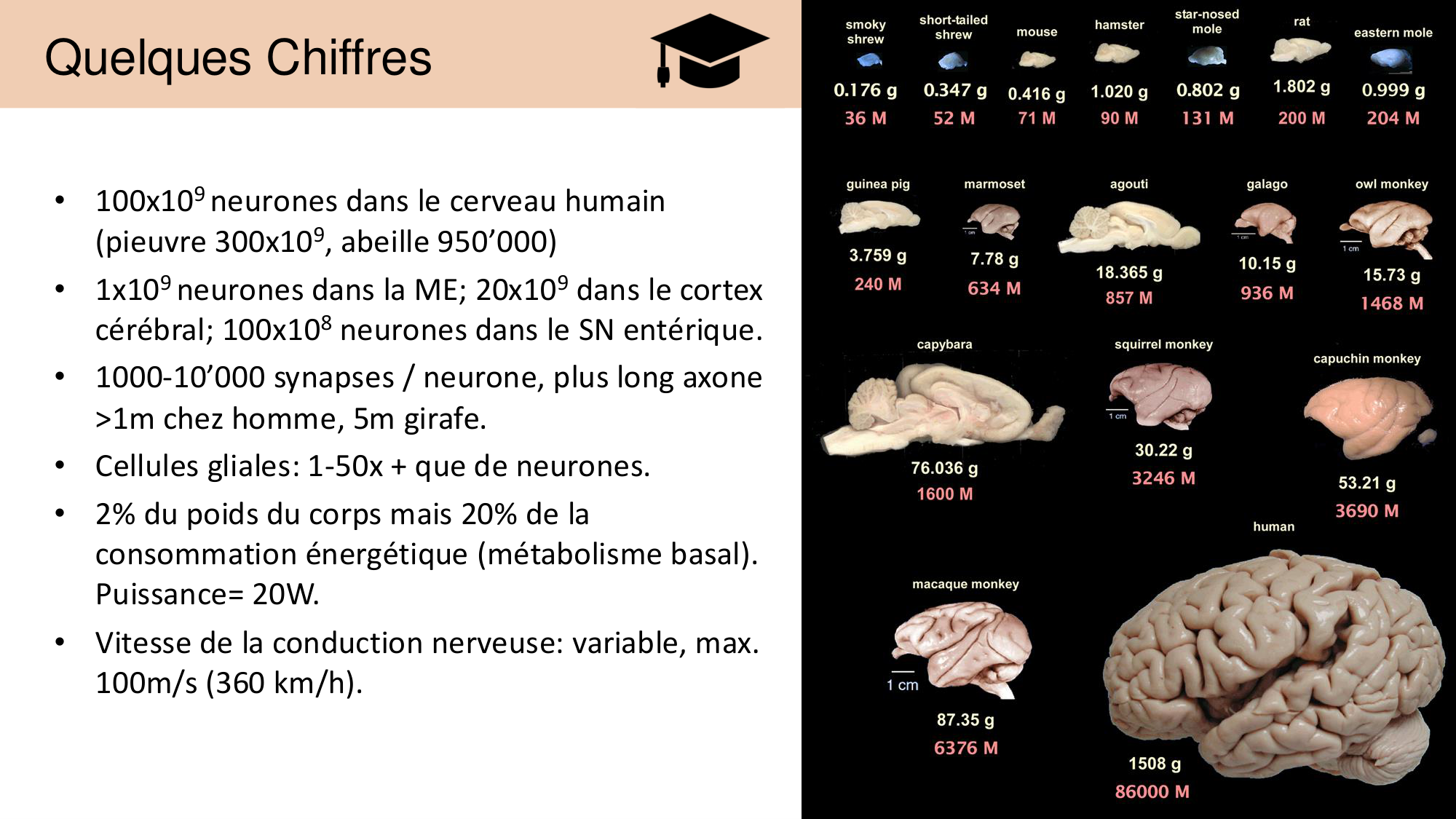 Jabaudon Cours 1 page 19
