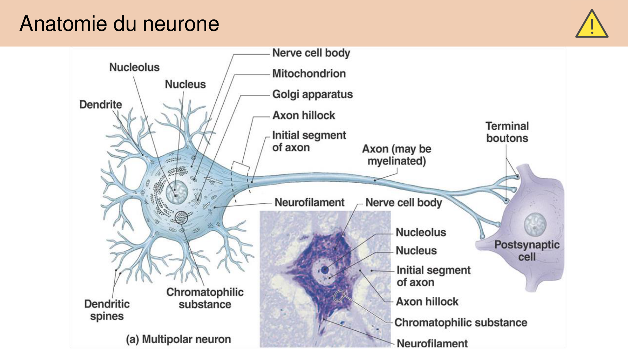 Jabaudon Cours 1 page 29
