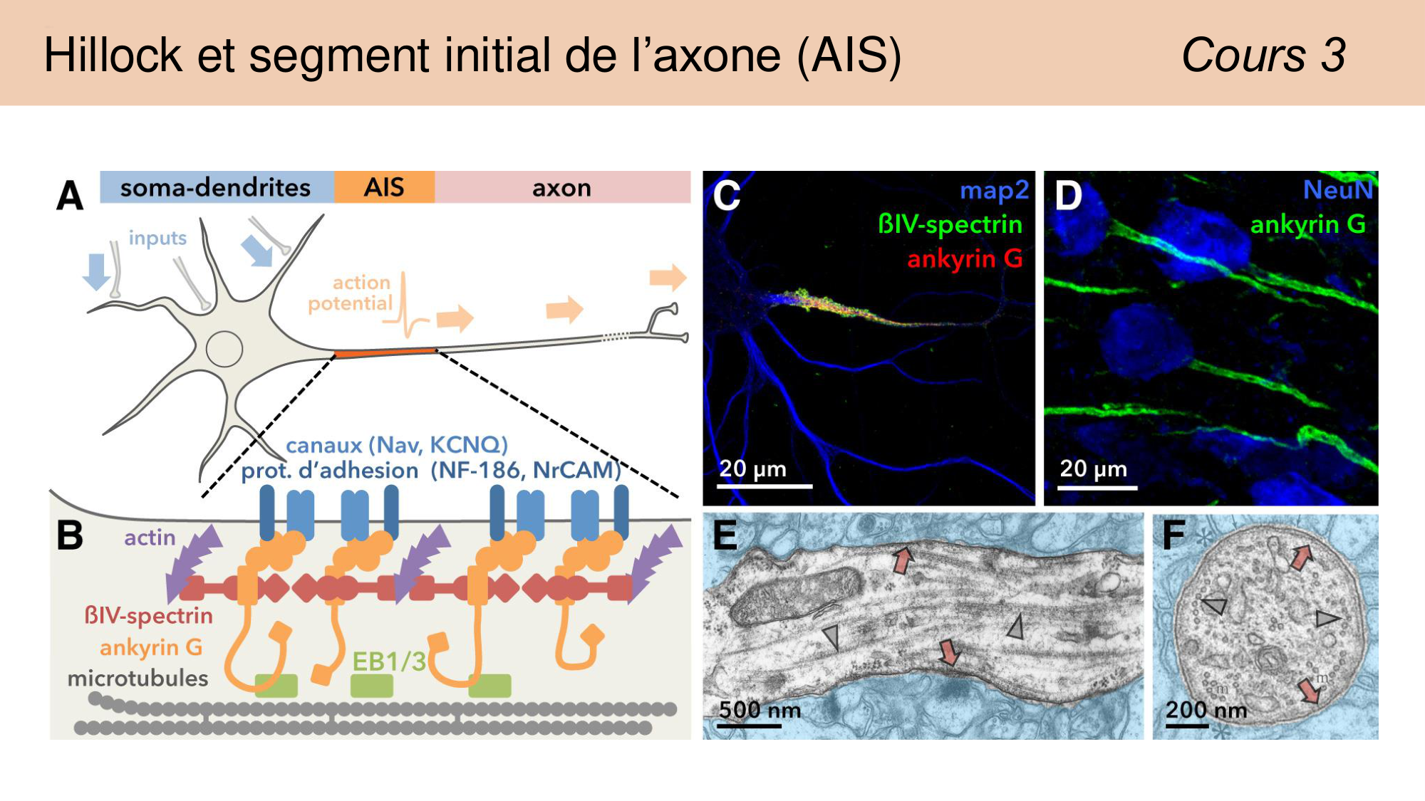 Jabaudon Cours 1 page 31