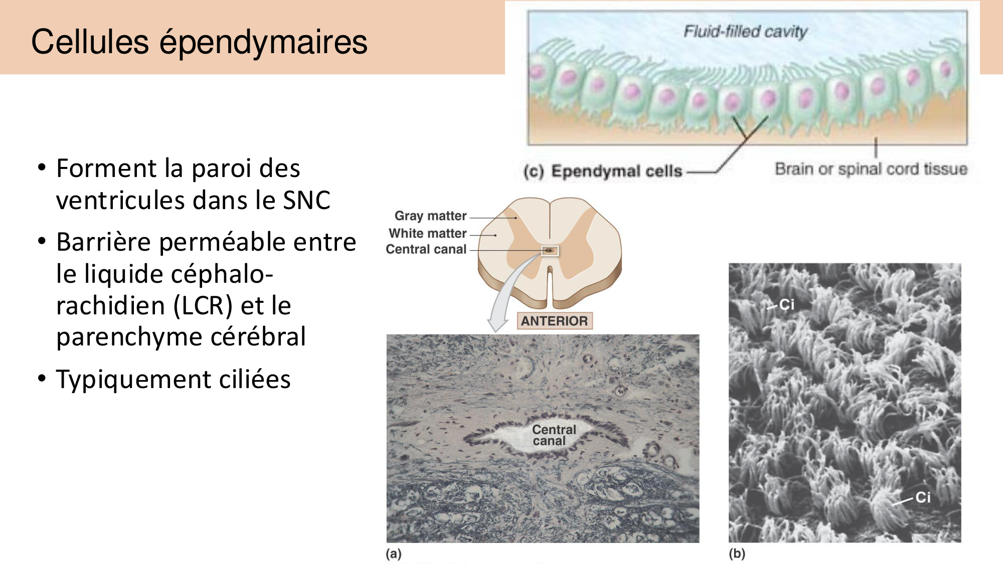 Jabaudon Cours 1 page 61