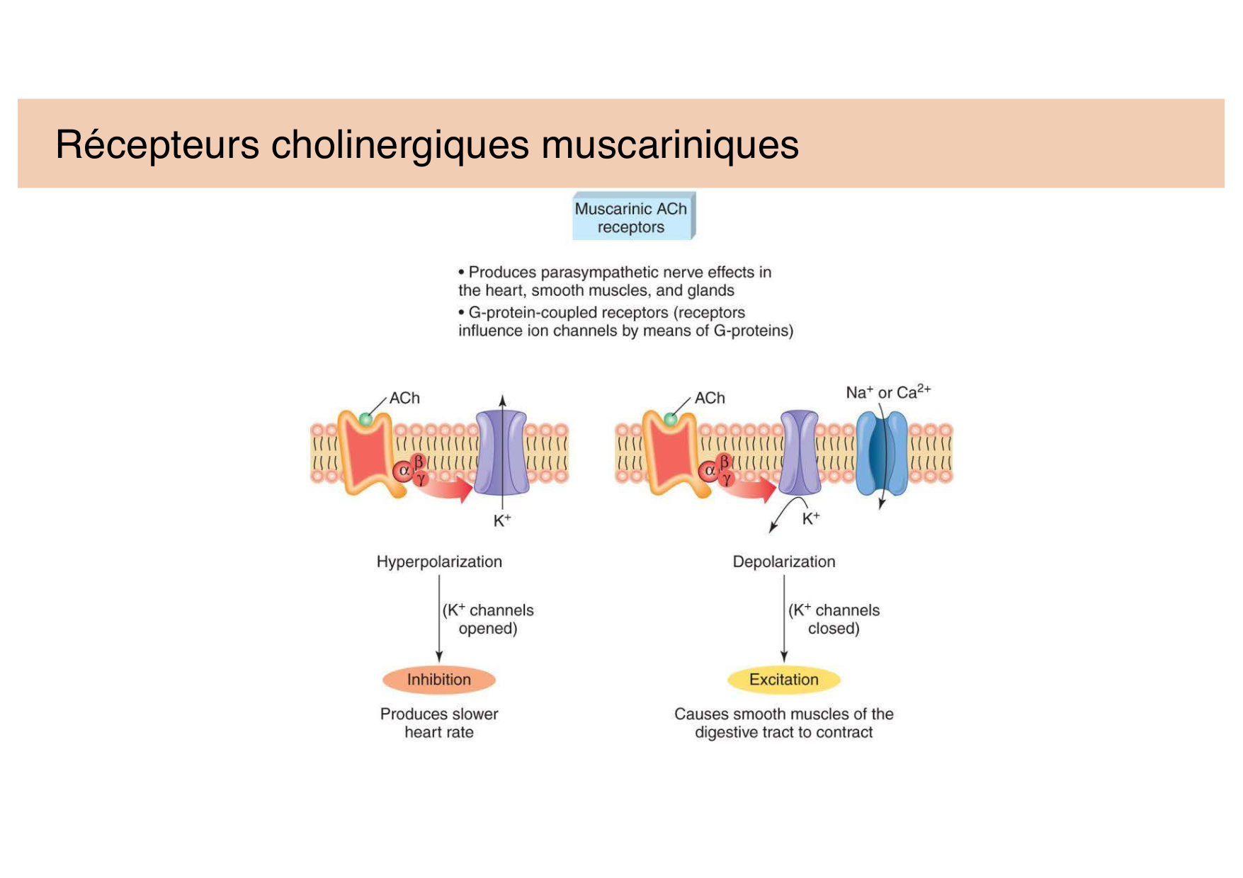 Jabaudon Cours 2 page 11