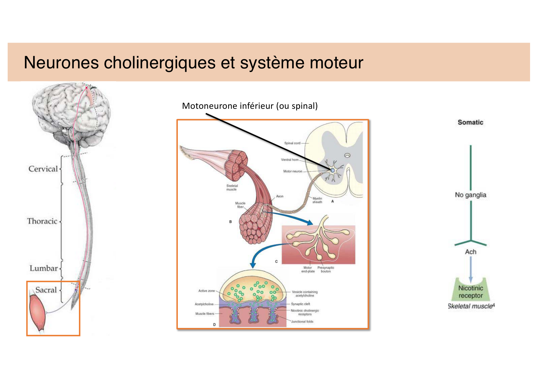 Jabaudon Cours 2 page 13