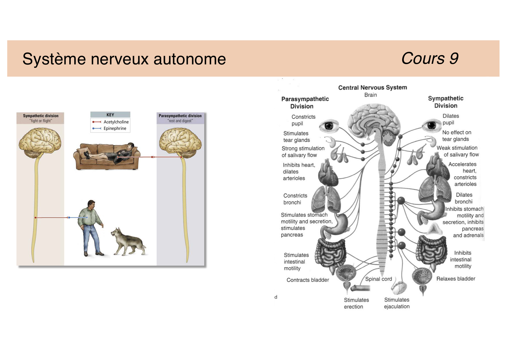 Jabaudon Cours 2 page 14