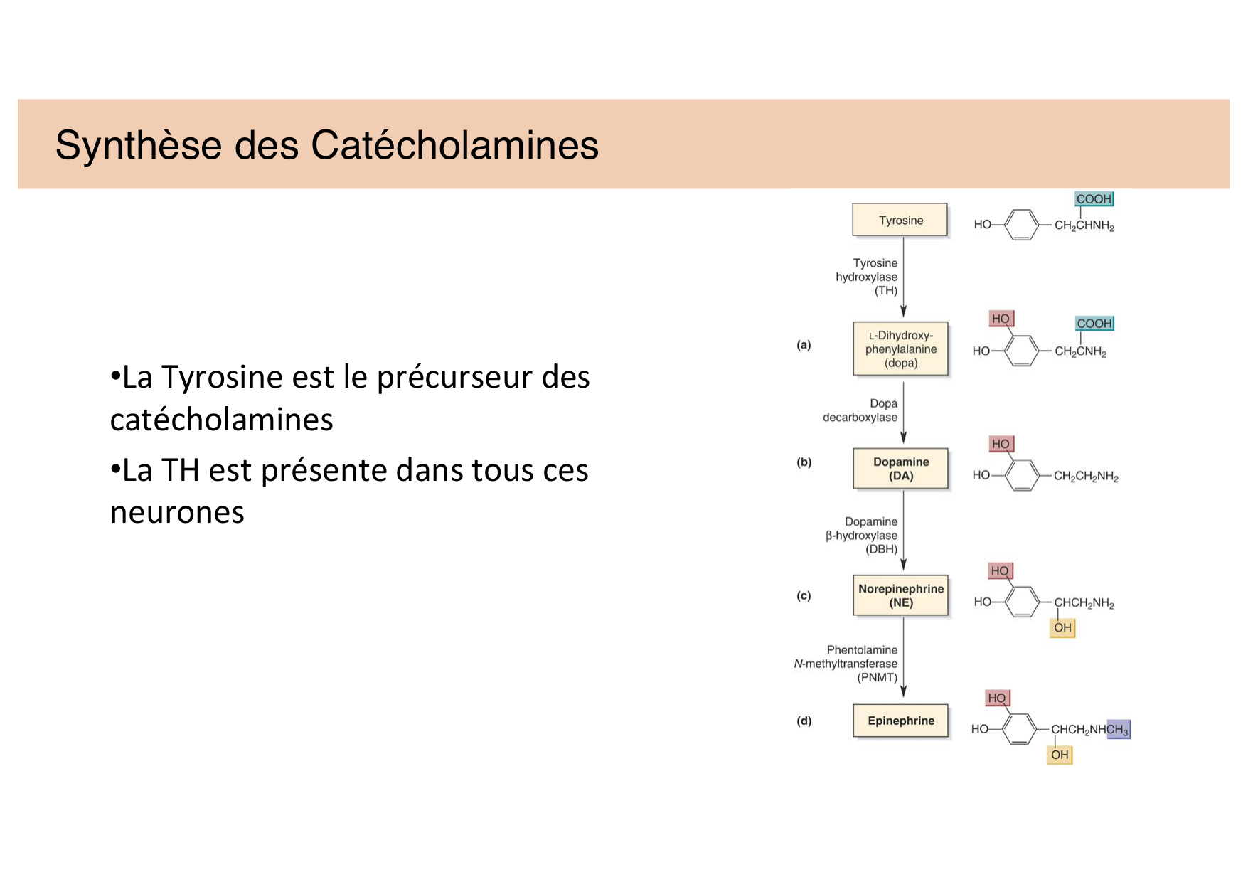 Jabaudon Cours 2 page 18