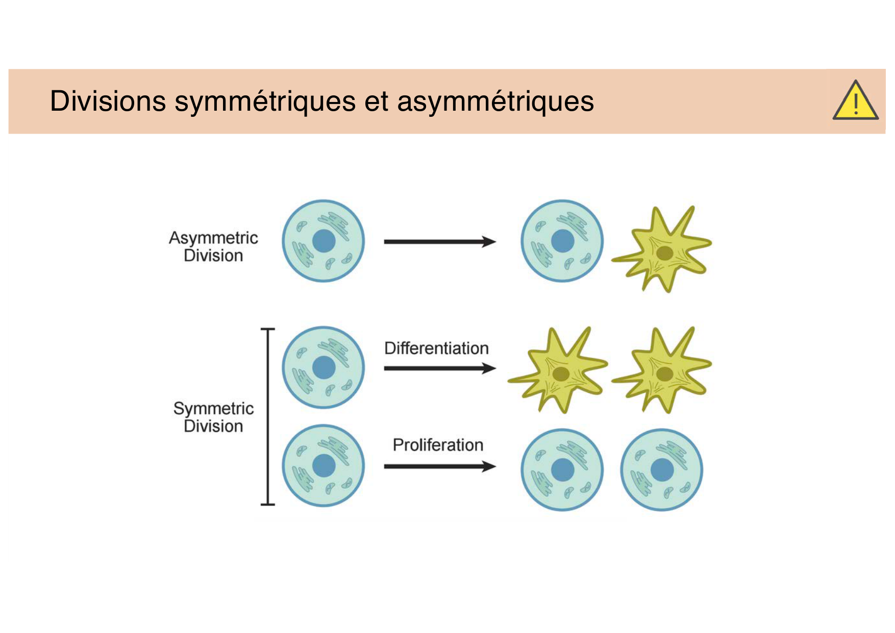 Jabaudon Cours 3 page 10