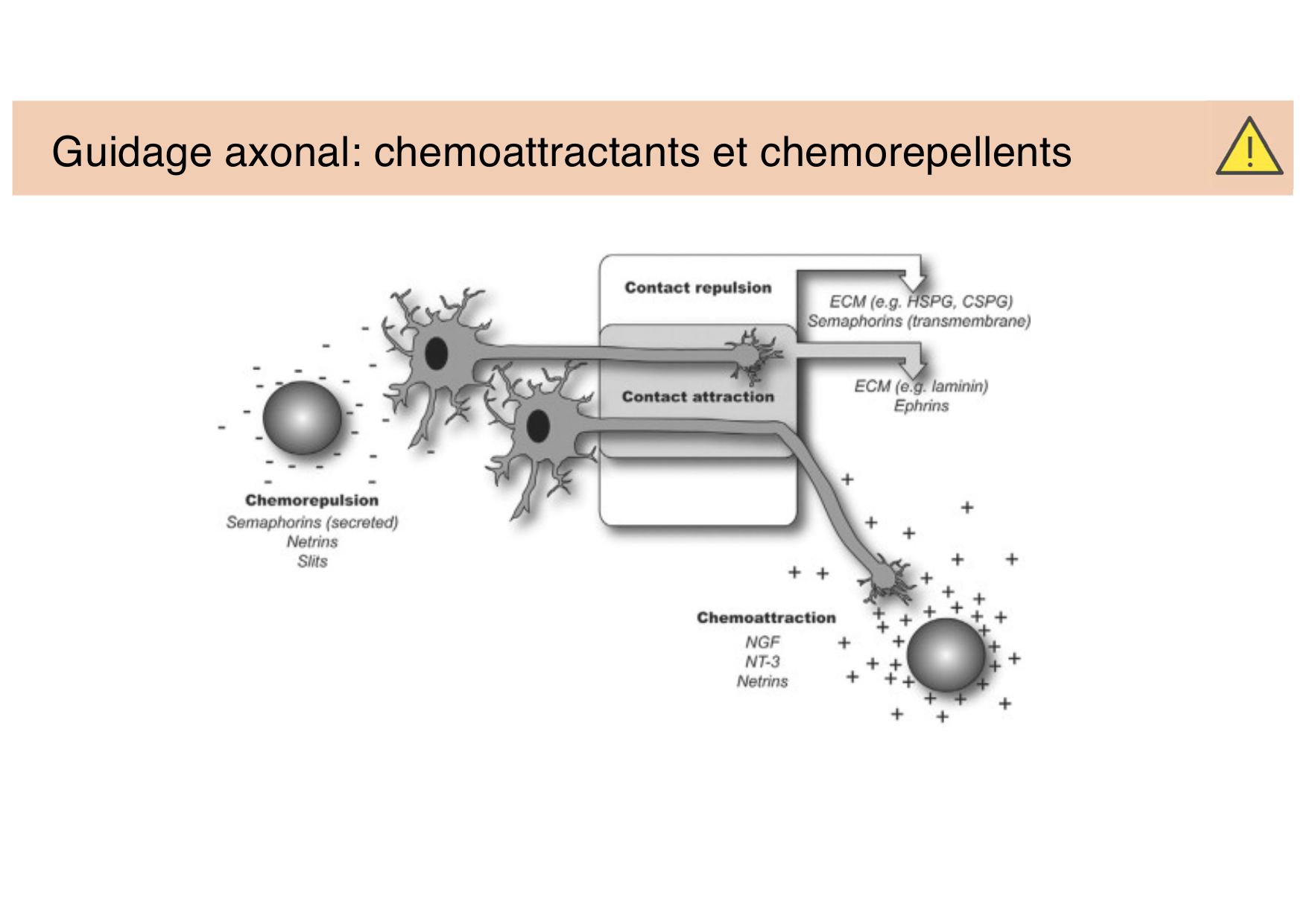 Jabaudon Cours 3 page 18