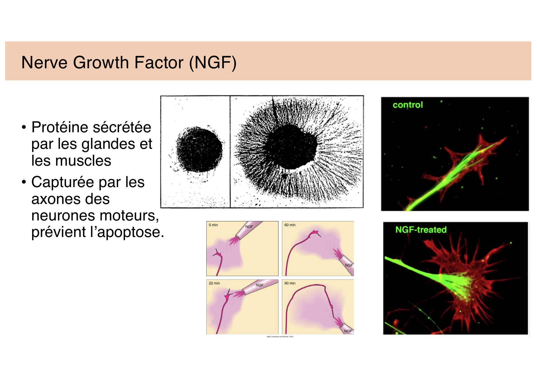 Jabaudon Cours 3 page 19