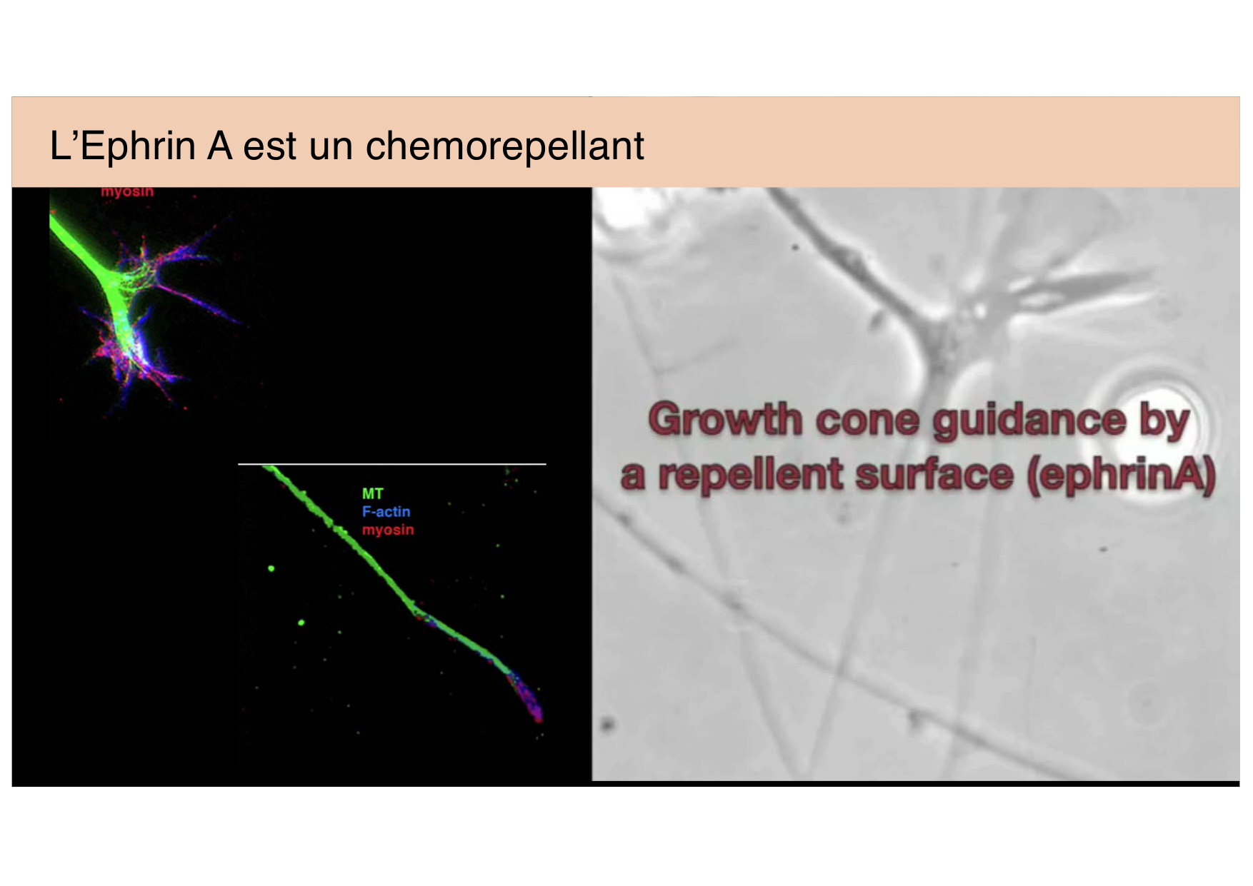 Jabaudon Cours 3 page 22