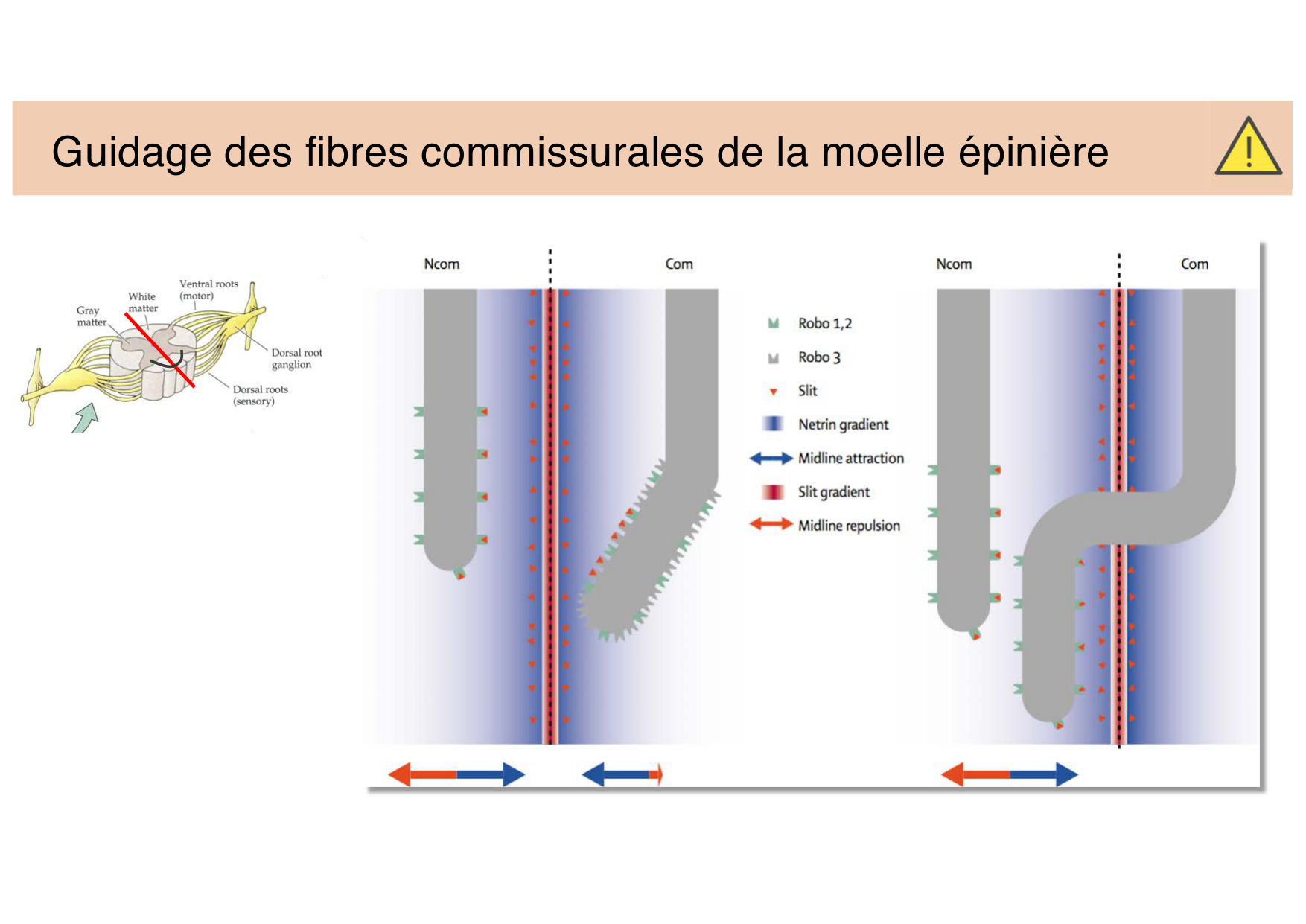Jabaudon Cours 3 page 24