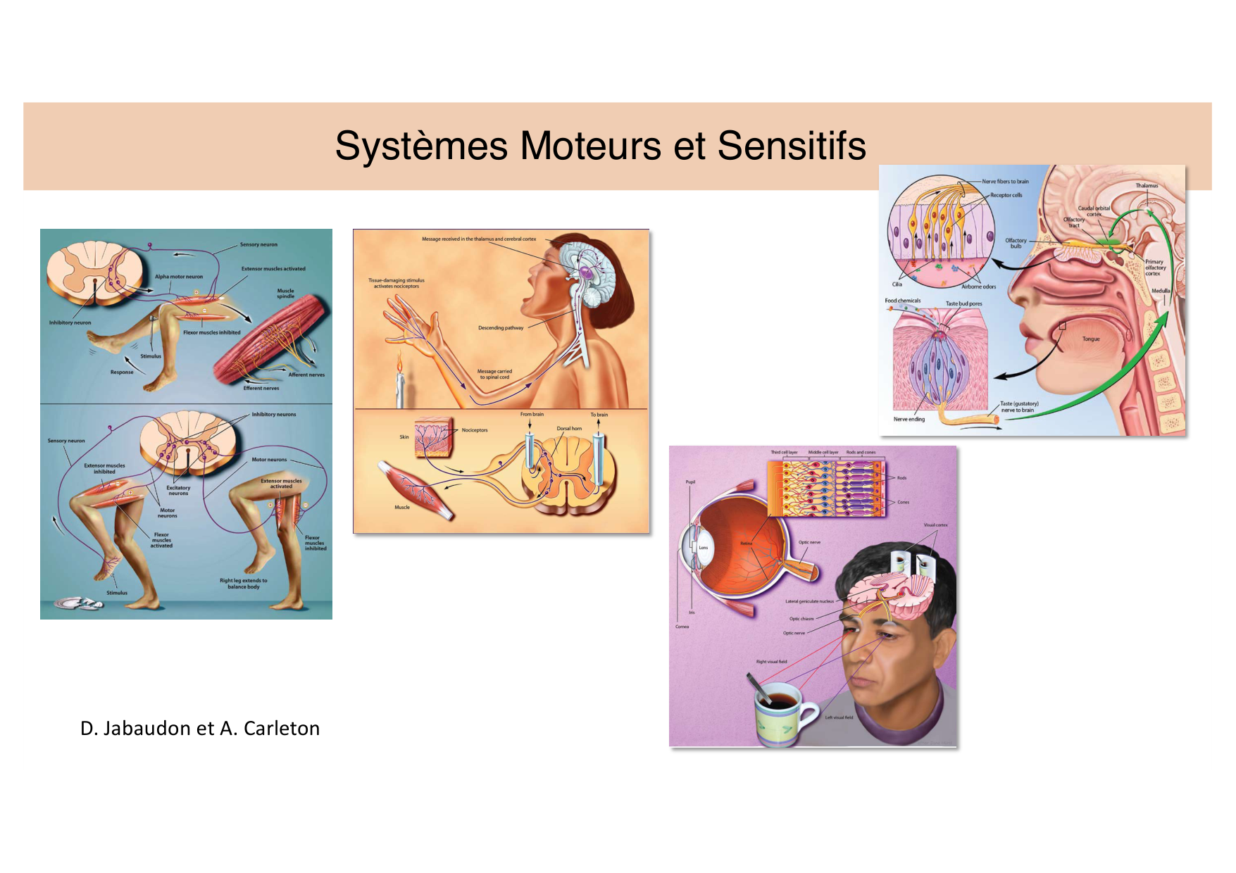 Jabaudon Cours Moteur Sensitif page 1