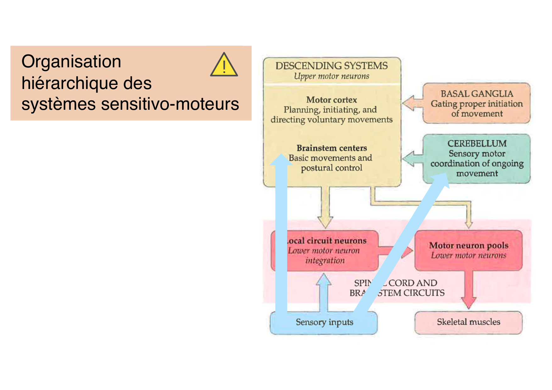 Jabaudon Cours Moteur Sensitif page 2