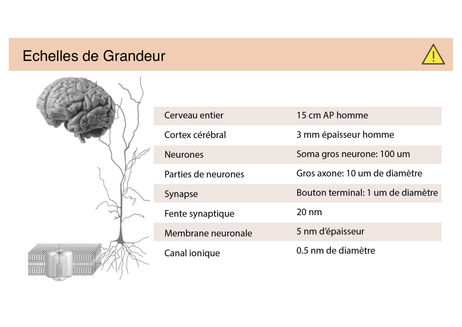 Jabaudon Cours Moteur Sensitif page 3