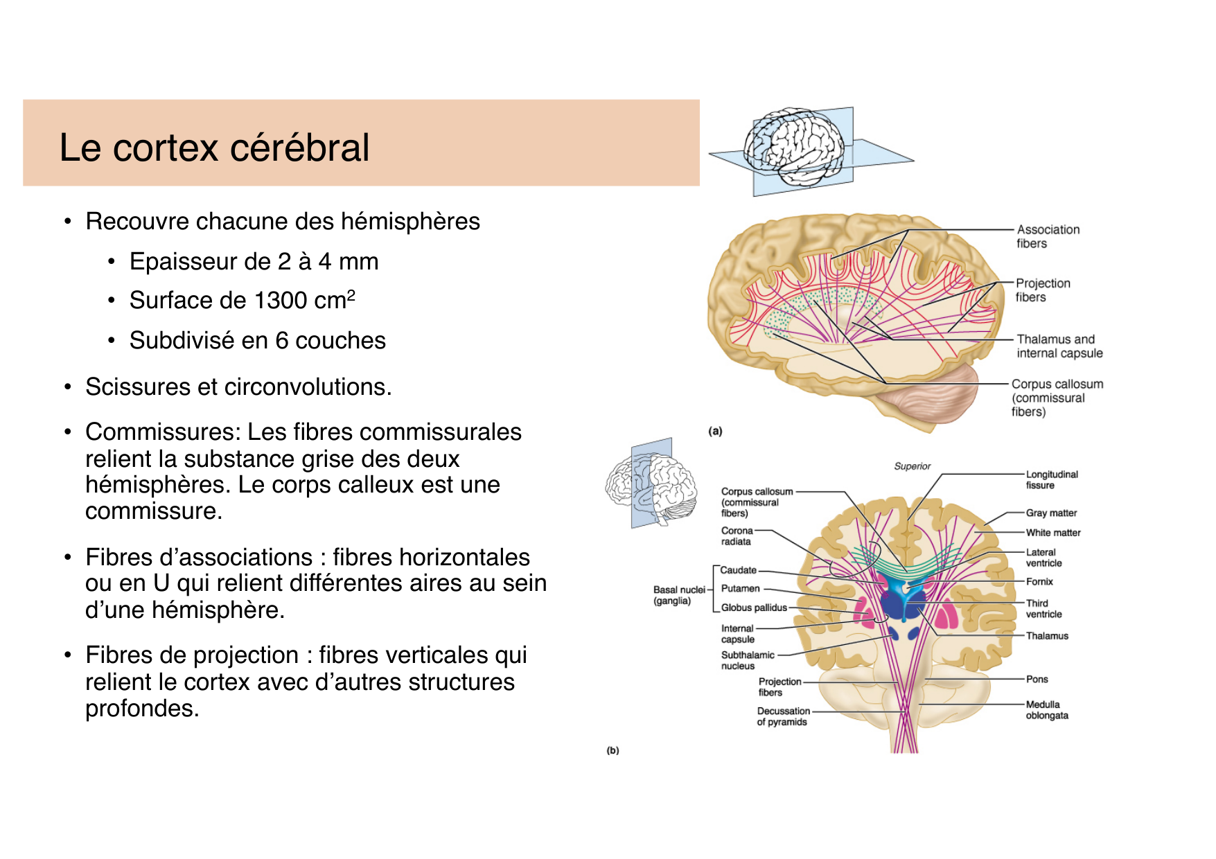 Jabaudon Cours Moteur Sensitif page 6
