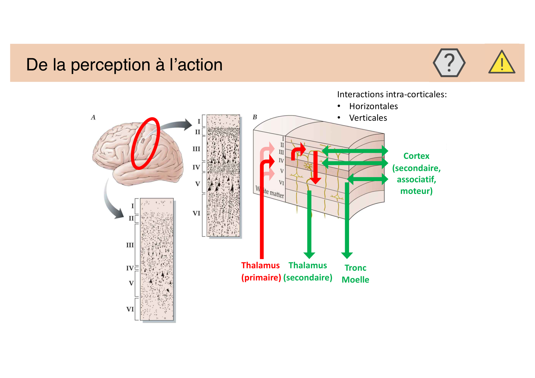 Jabaudon Cours Moteur Sensitif page 8