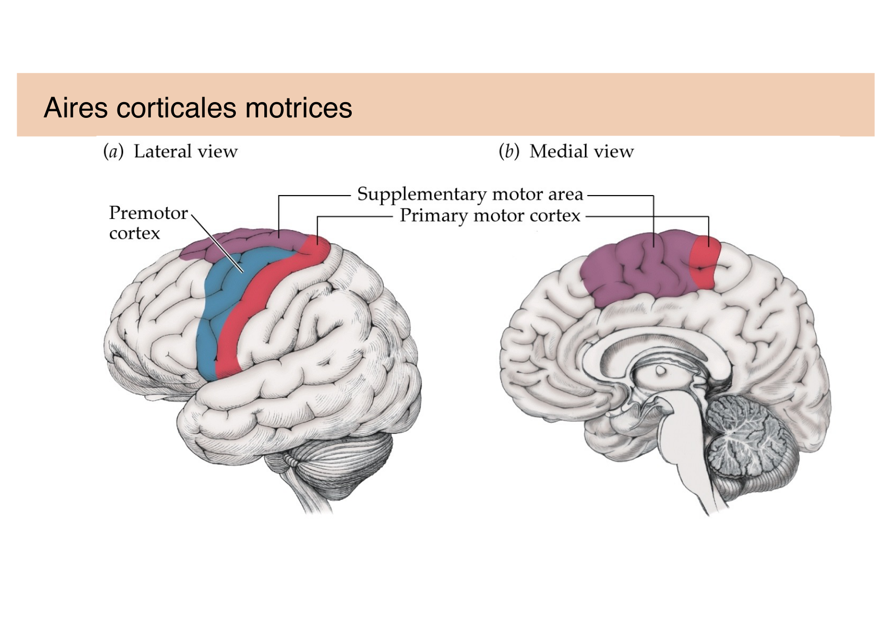 Jabaudon Cours Moteur Sensitif page 9