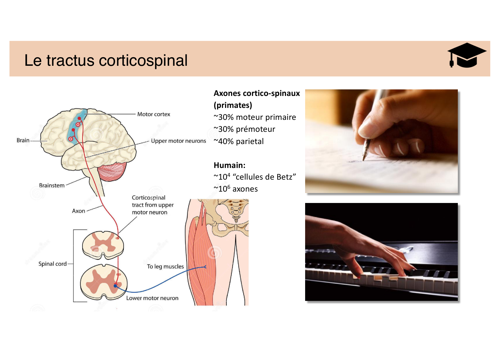 Jabaudon Cours Moteur Sensitif page 11