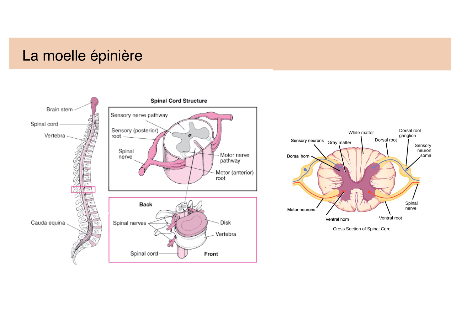Jabaudon Cours Moteur Sensitif page 13