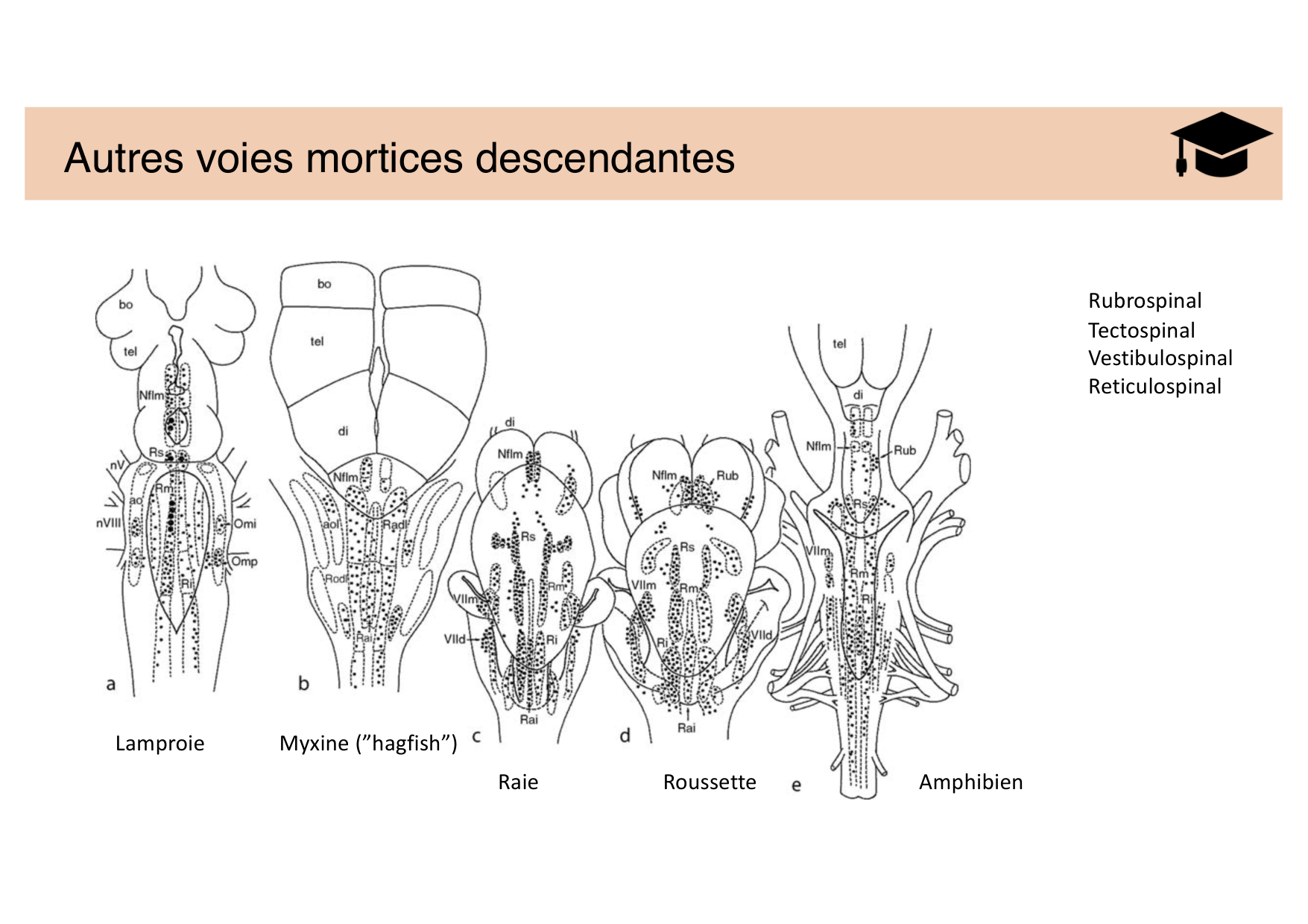 Jabaudon Cours Moteur Sensitif page 16