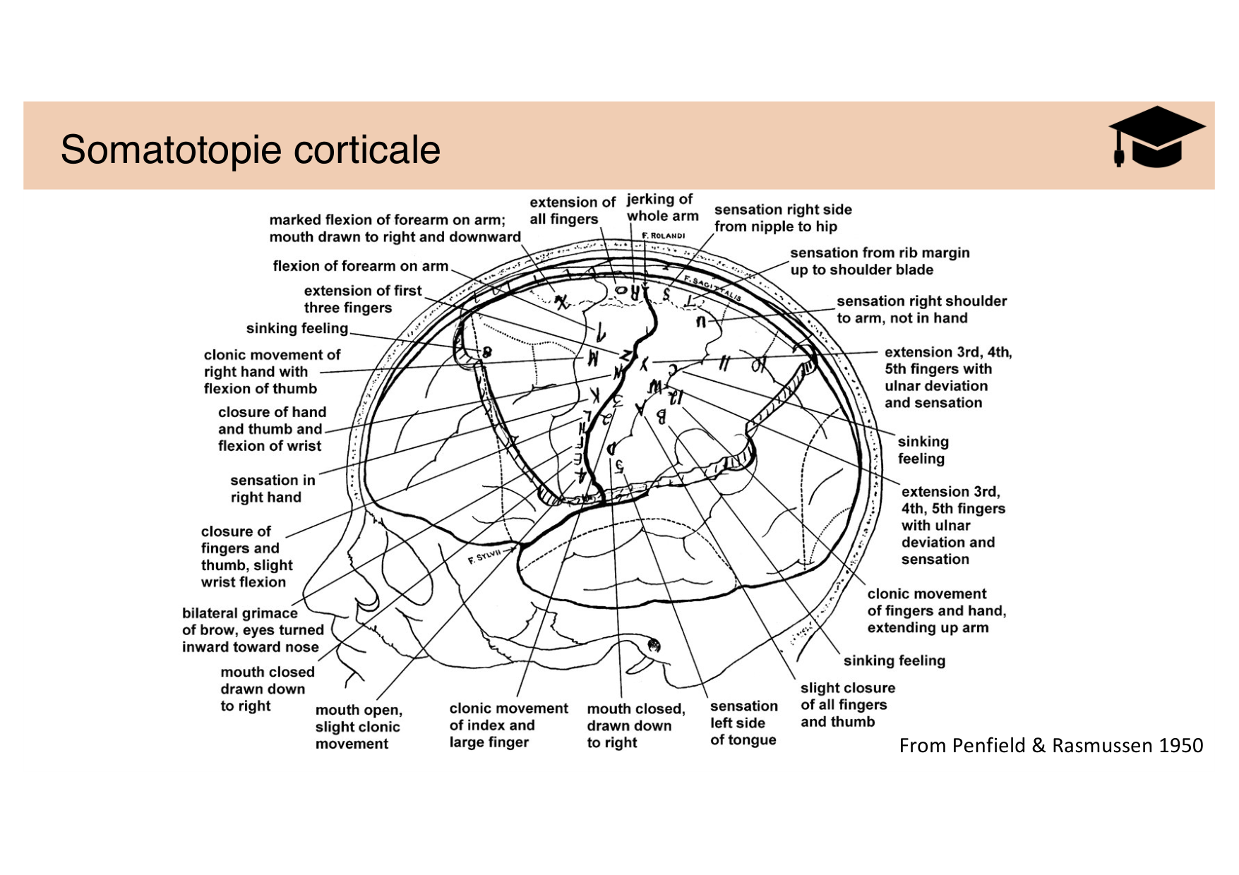 Jabaudon Cours Moteur Sensitif page 20