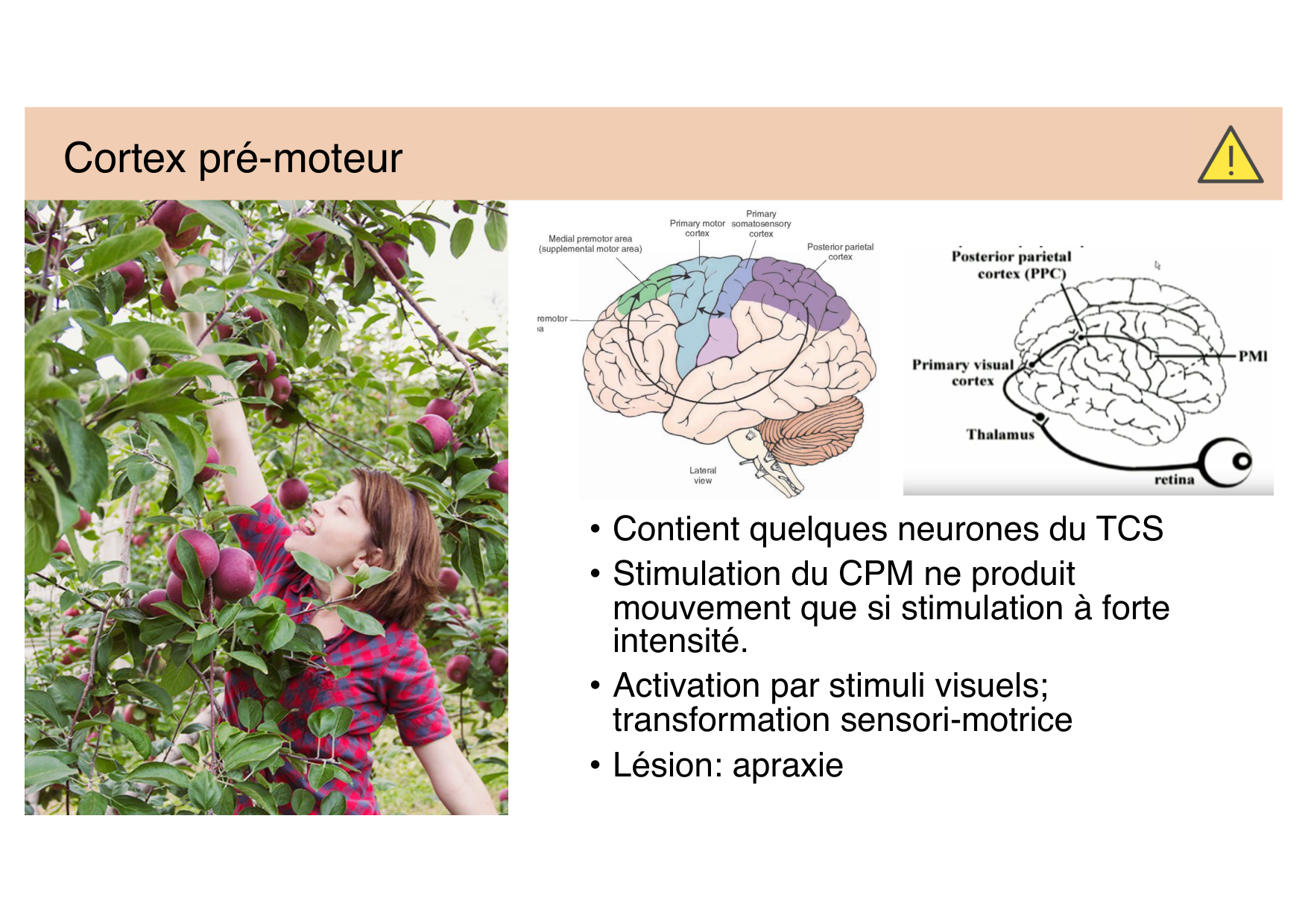 Jabaudon Cours Moteur Sensitif page 21
