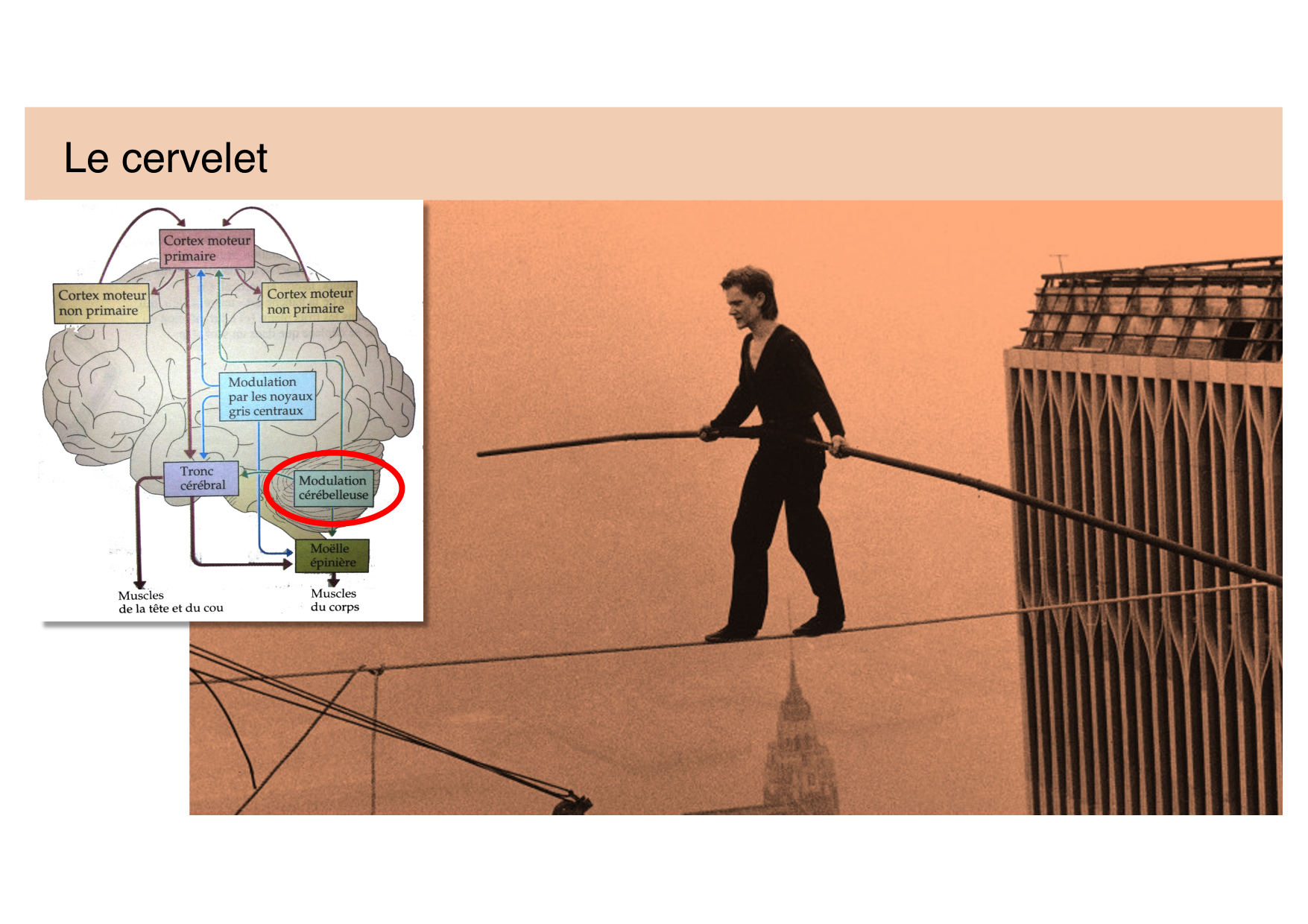 Jabaudon Cours Moteur Sensitif page 25