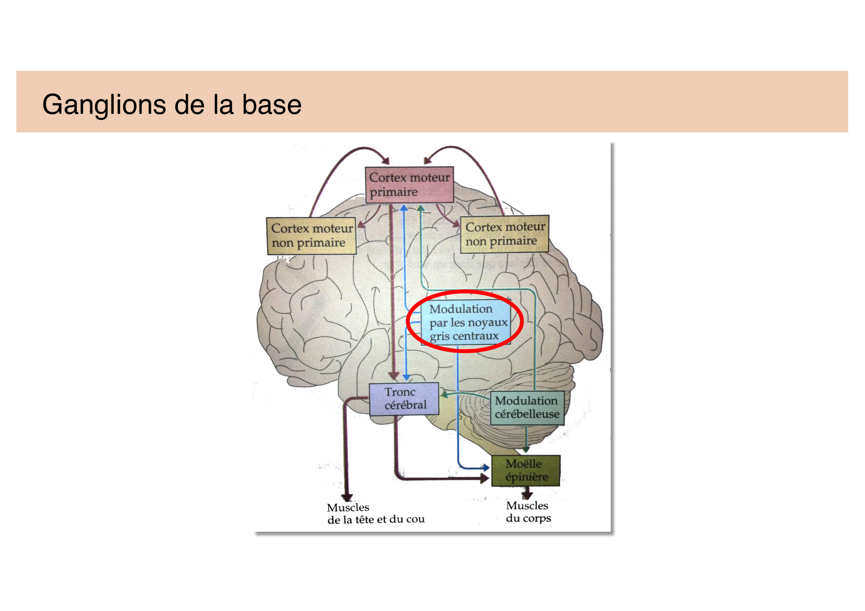 Jabaudon Cours Moteur Sensitif page 28