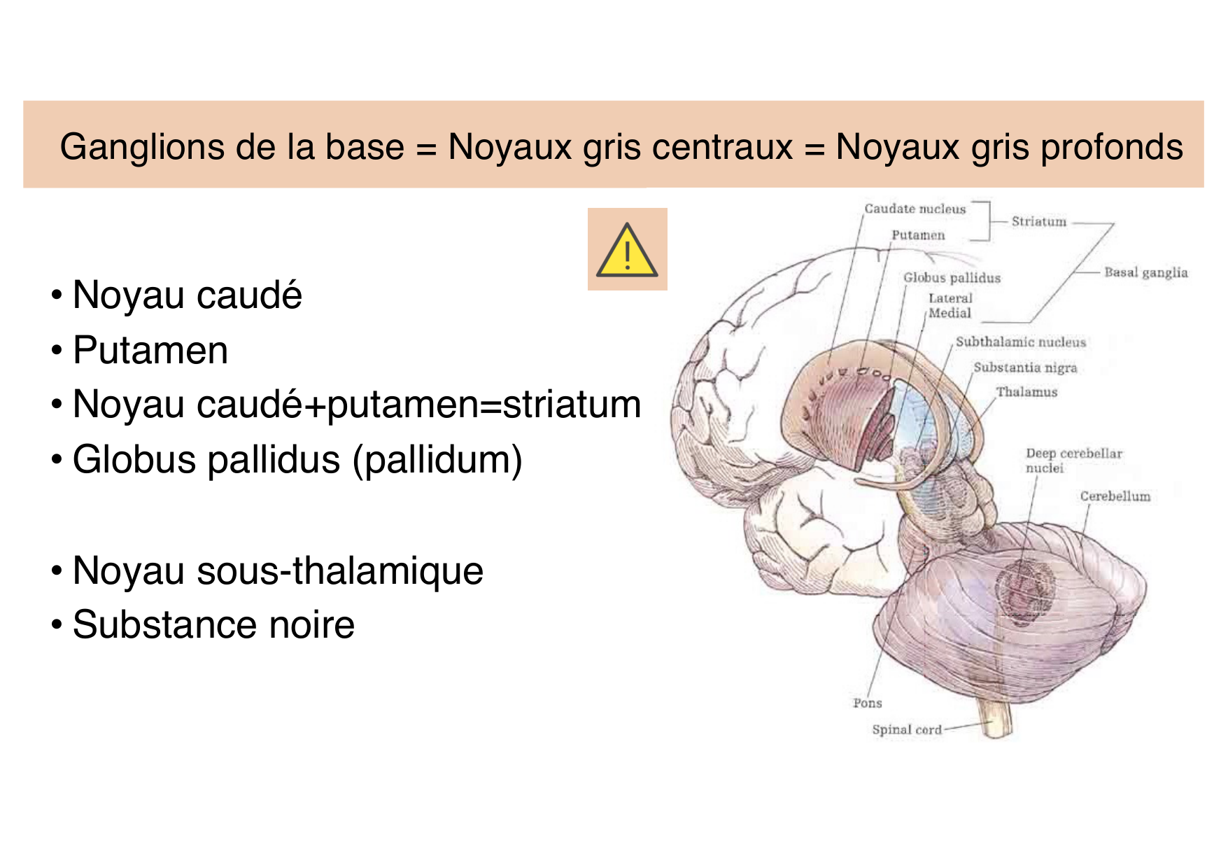 Jabaudon Cours Moteur Sensitif page 29