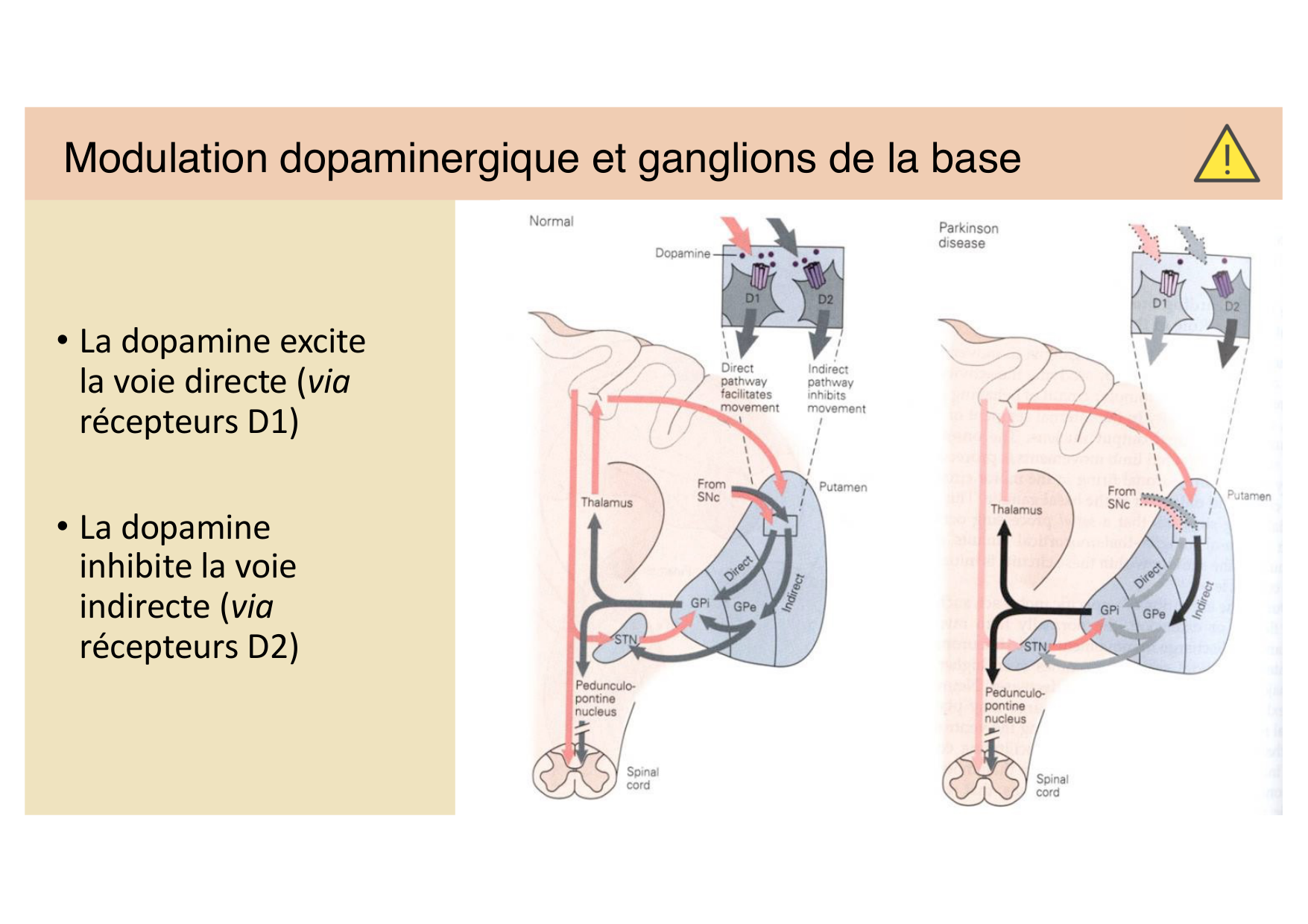 Jabaudon Cours Moteur Sensitif page 33