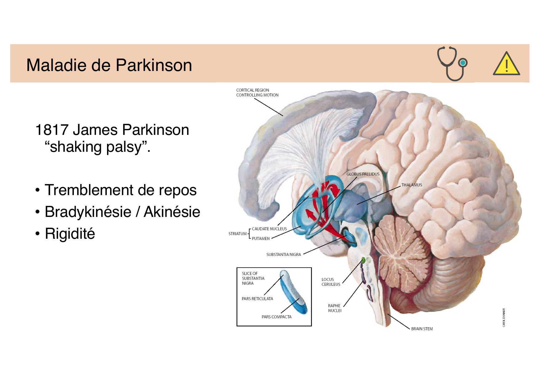 Jabaudon Cours Moteur Sensitif page 35