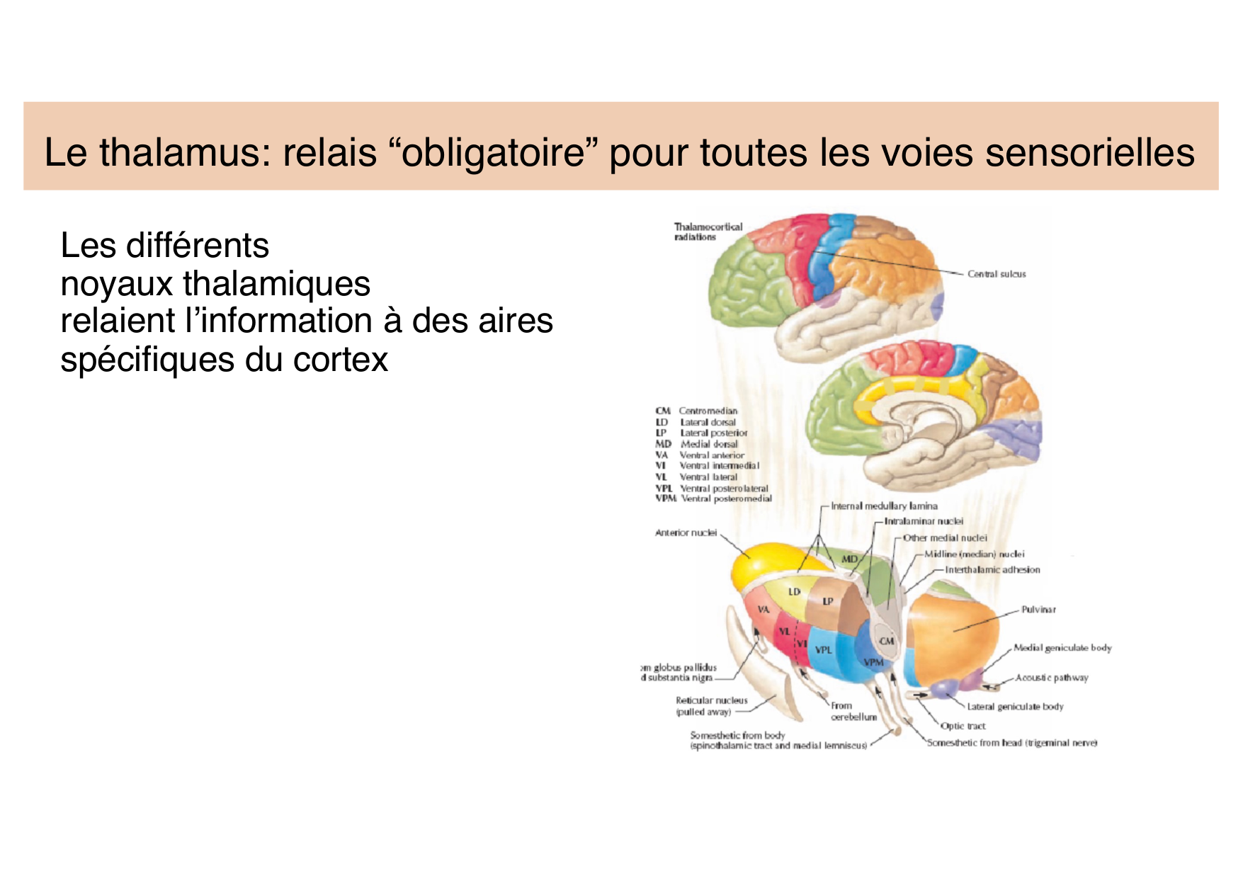 Jabaudon Cours Moteur Sensitif page 44