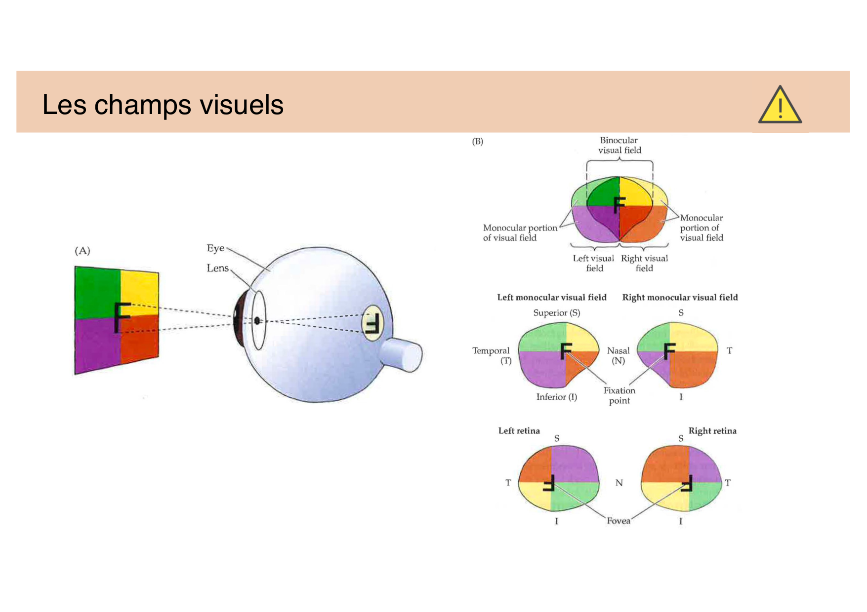 Jabaudon Cours Moteur Sensitif page 50