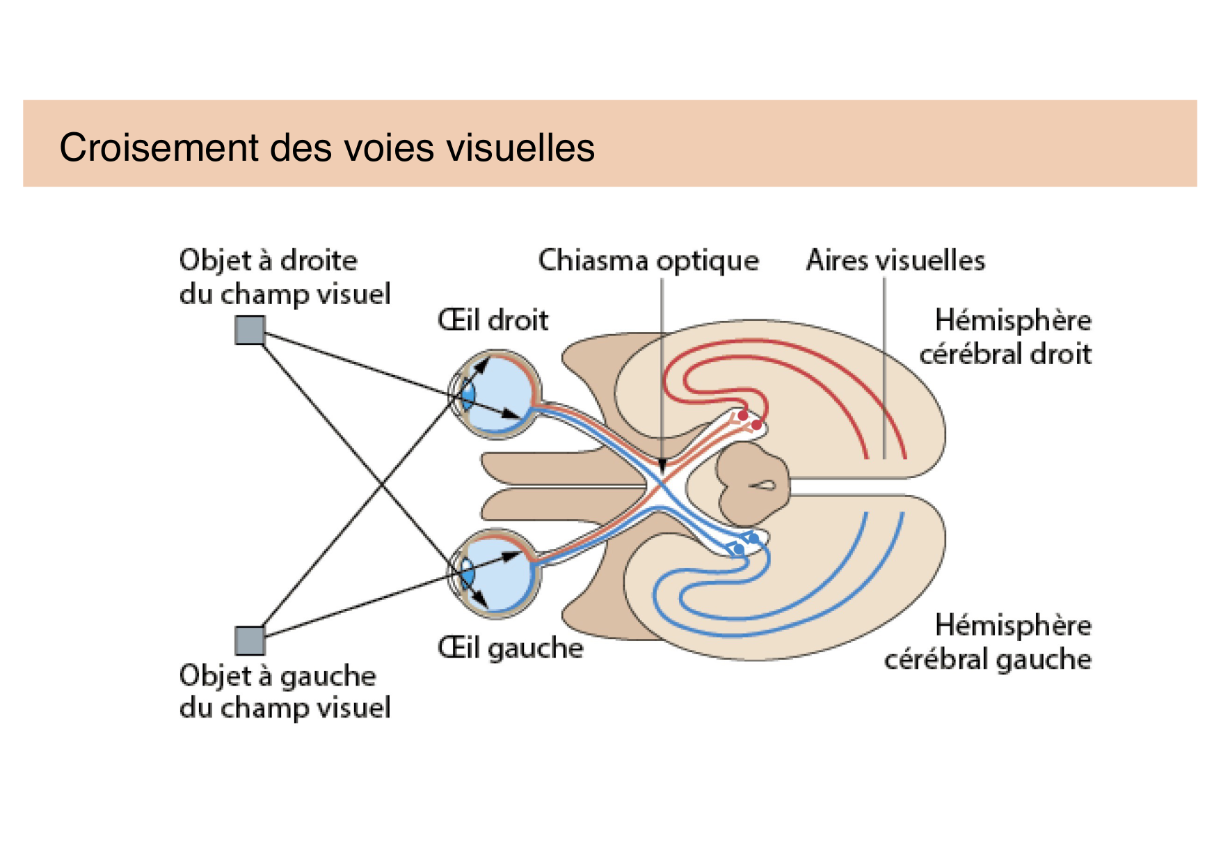 Jabaudon Cours Moteur Sensitif page 51