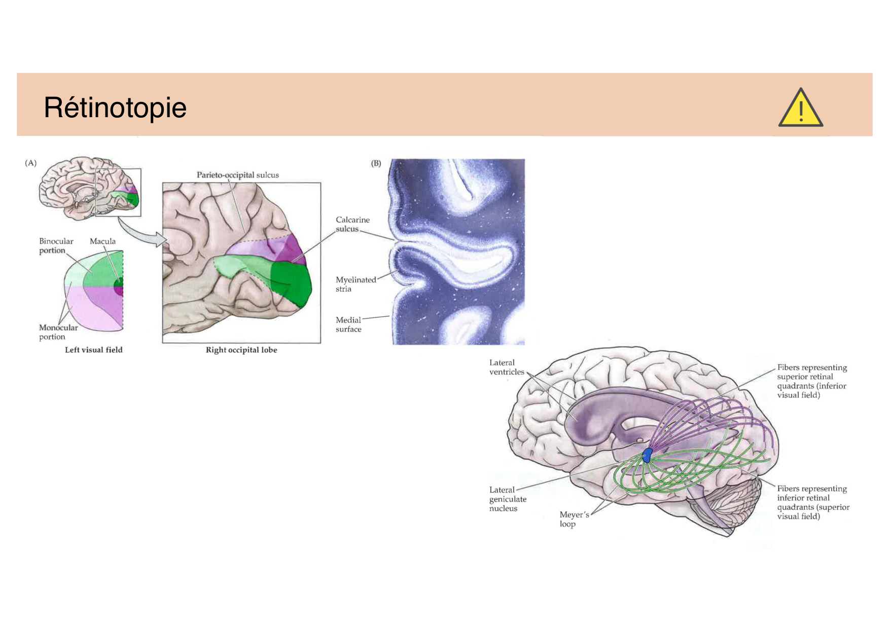 Jabaudon Cours Moteur Sensitif page 52