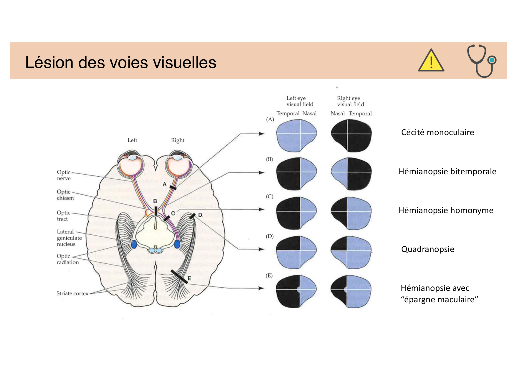 Jabaudon Cours Moteur Sensitif page 53