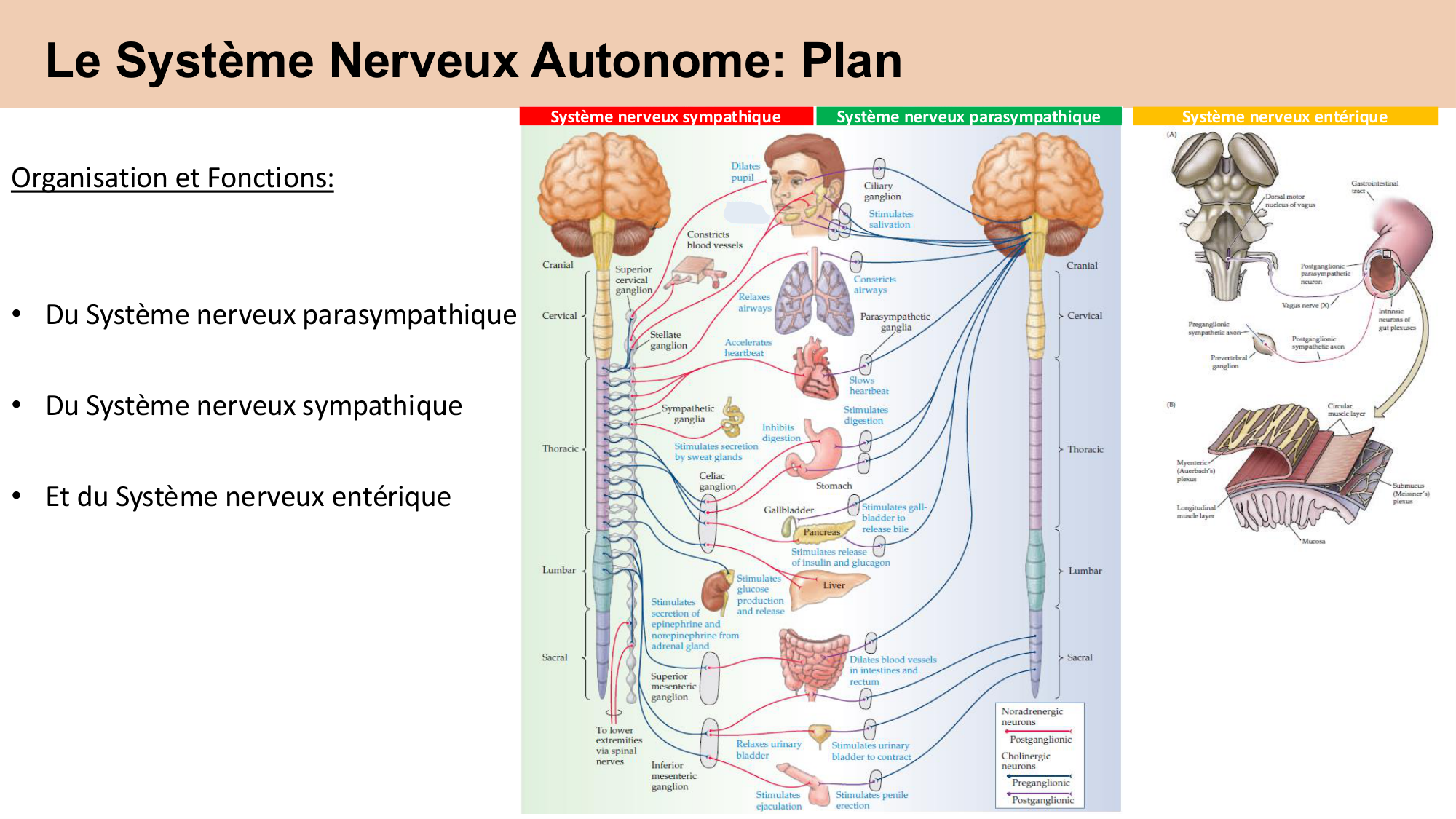 Cours Systeme Nerveux Autonome-Quairiaux-2025 page 2
