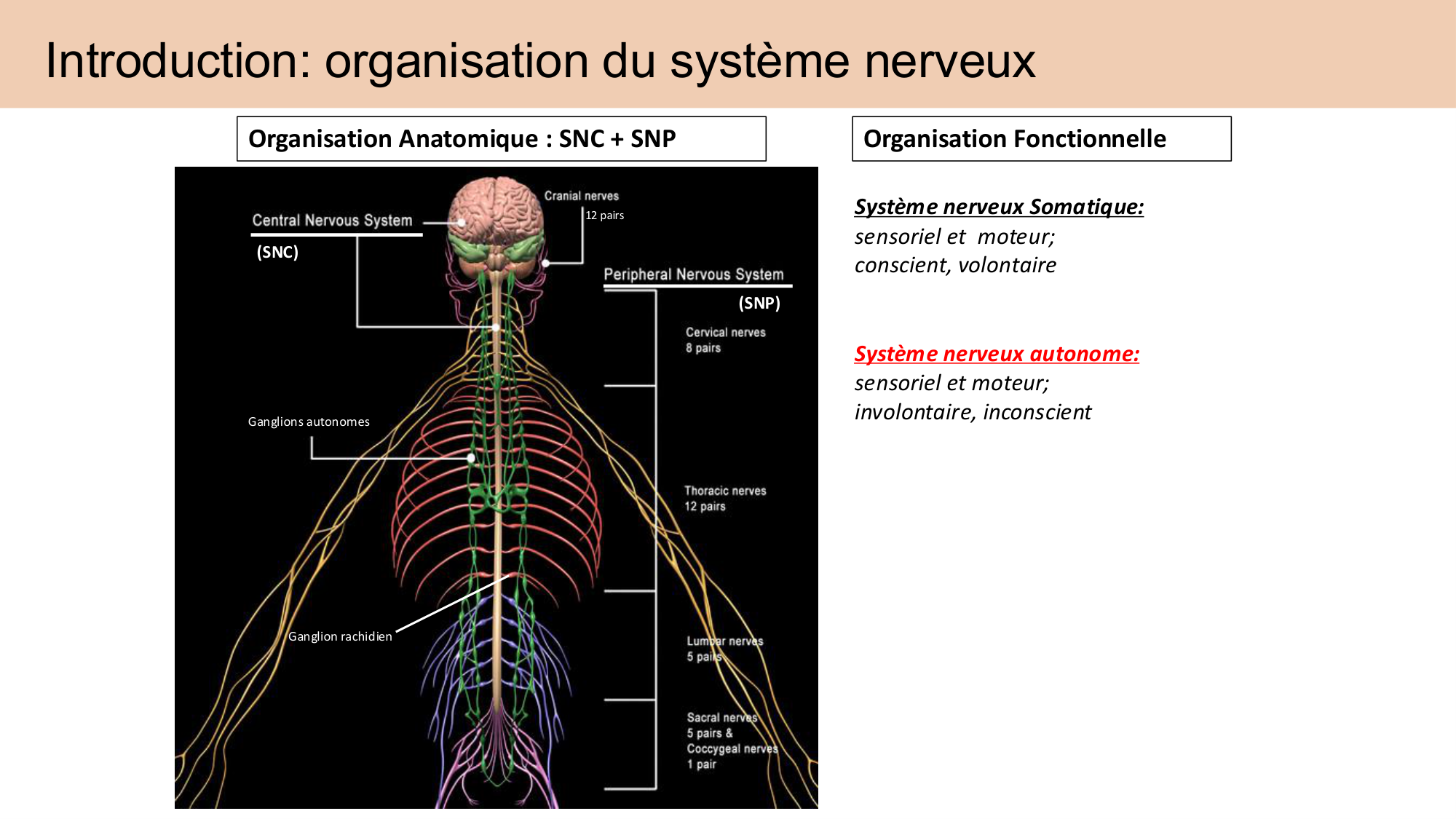 Cours Systeme Nerveux Autonome-Quairiaux-2025 page 4