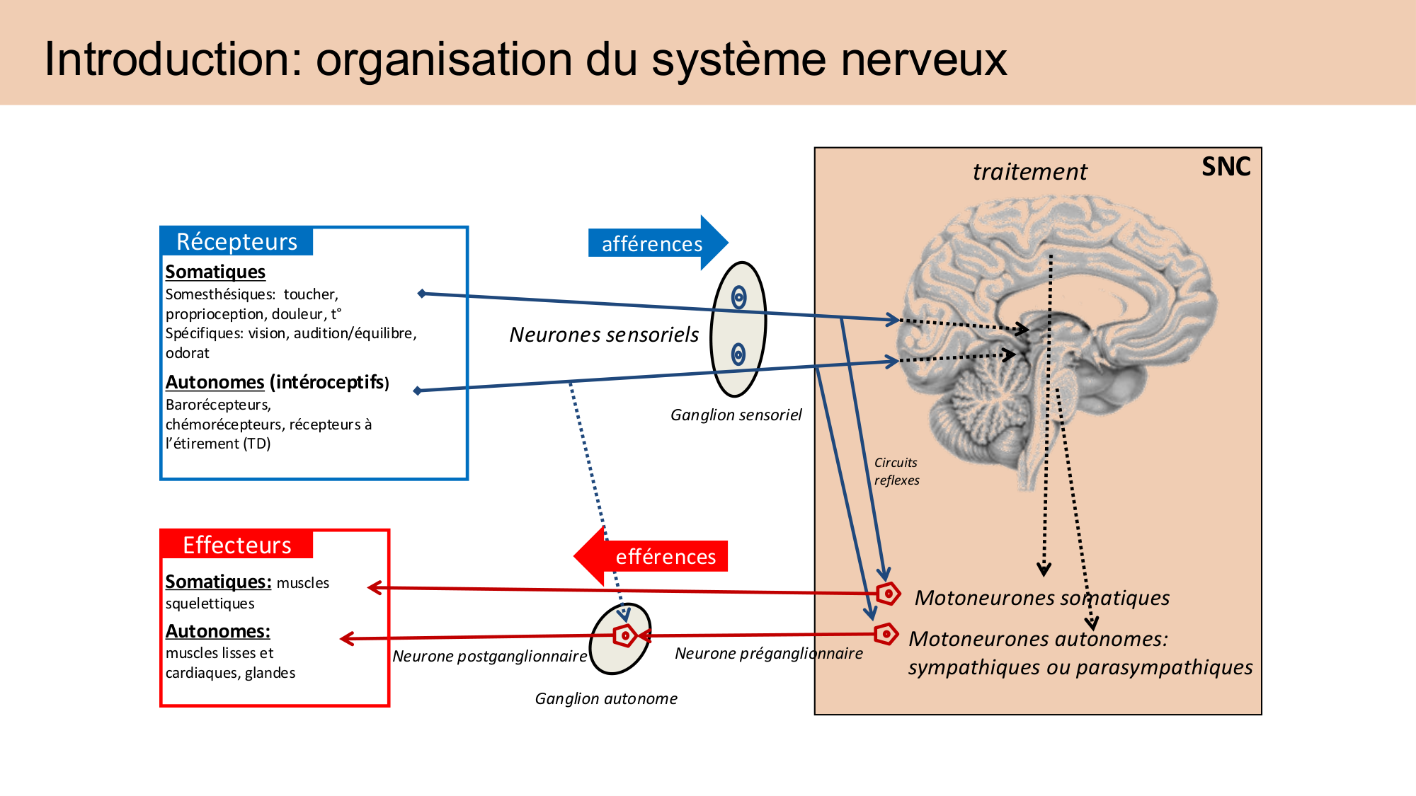Cours Systeme Nerveux Autonome-Quairiaux-2025 page 5