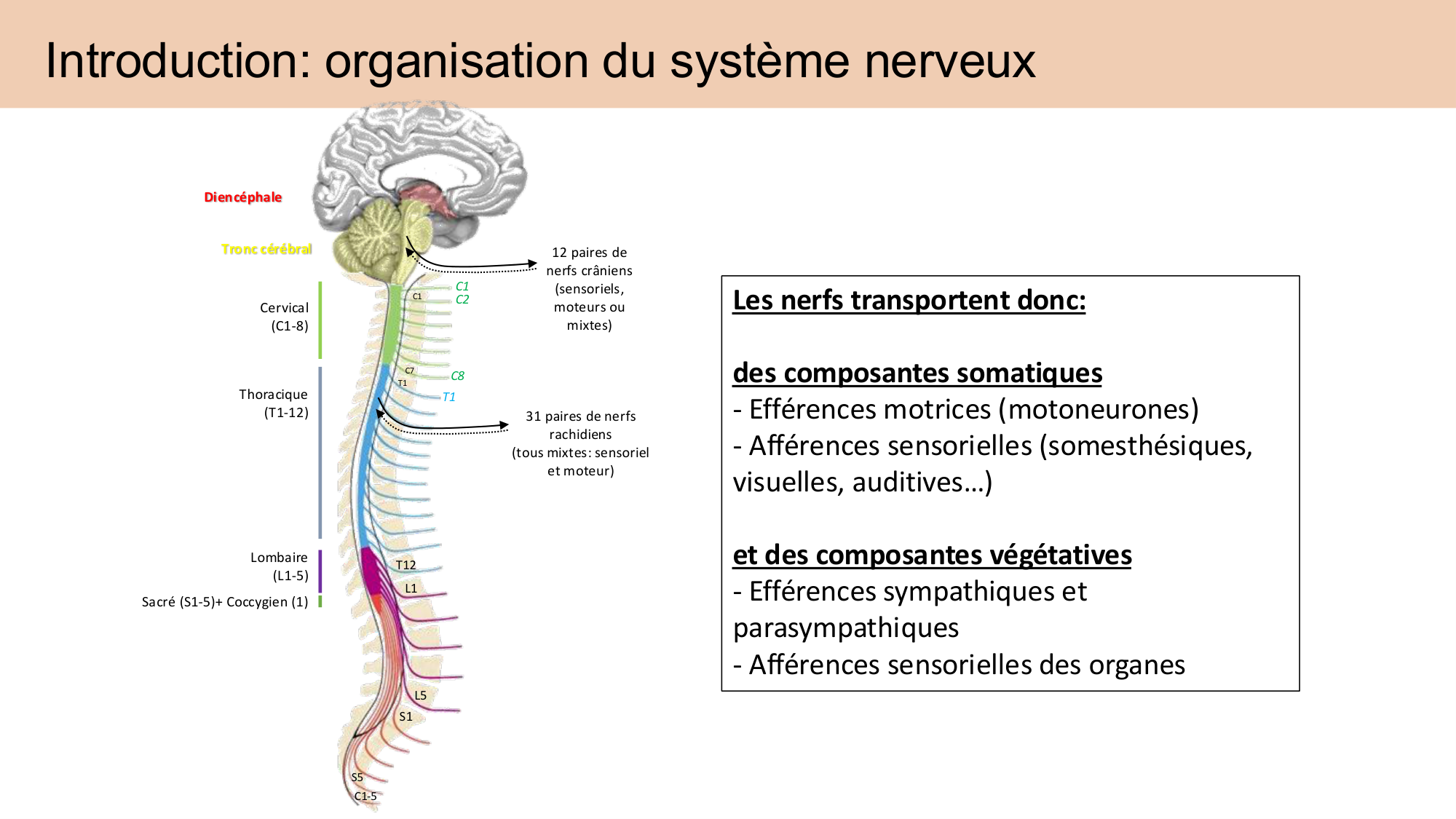Cours Systeme Nerveux Autonome-Quairiaux-2025 page 6