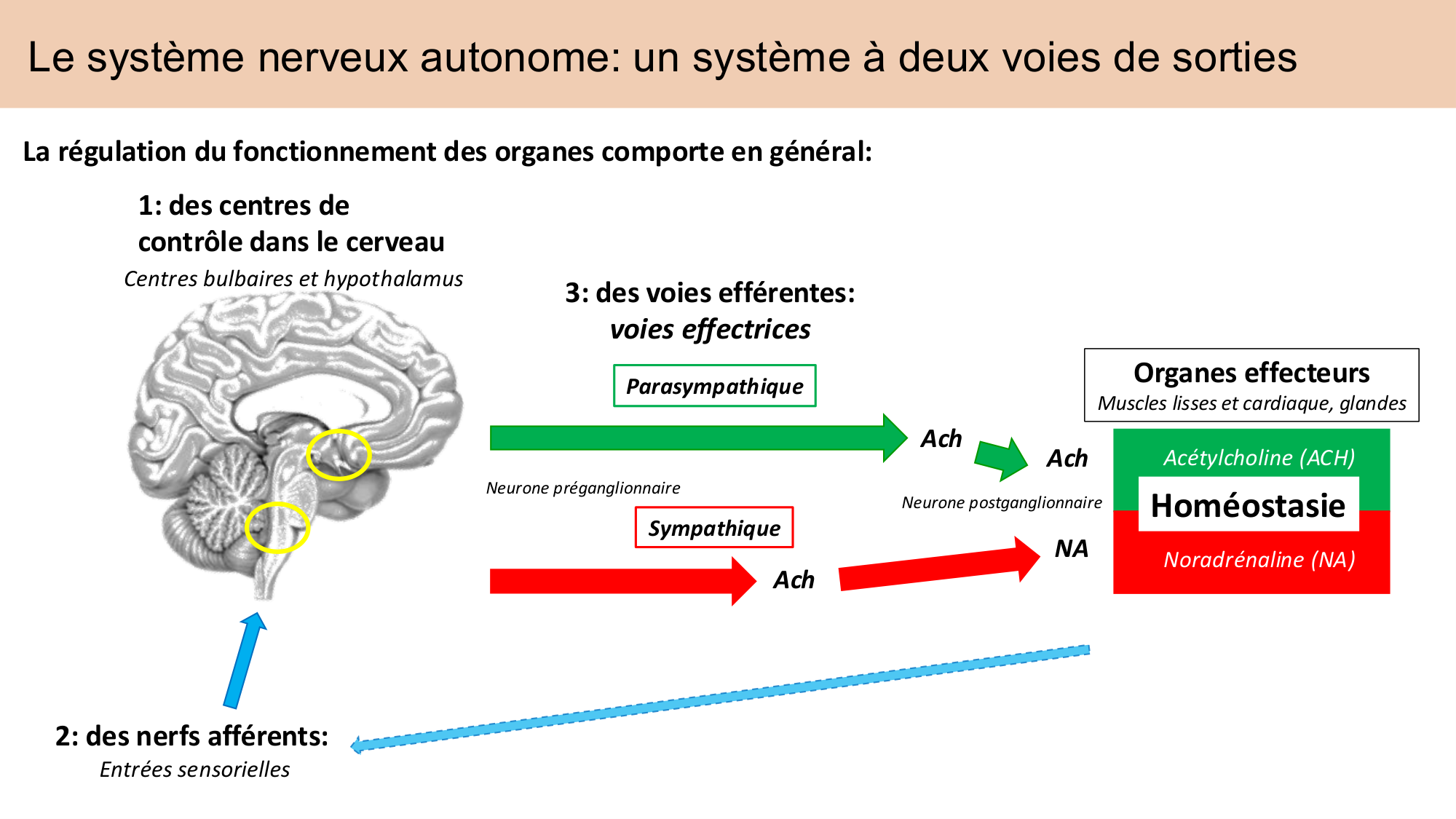Cours Systeme Nerveux Autonome-Quairiaux-2025 page 7