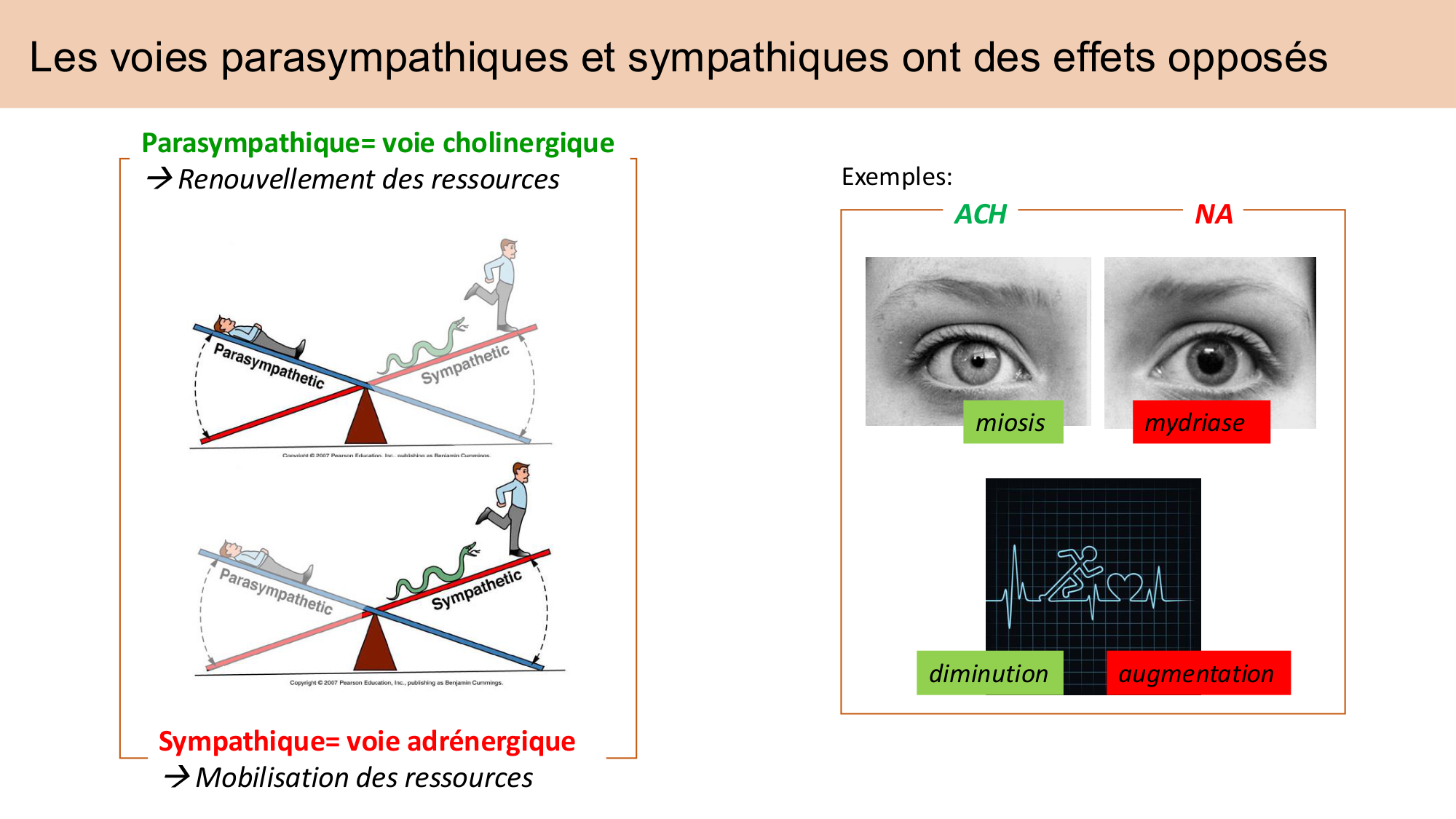 Cours Systeme Nerveux Autonome-Quairiaux-2025 page 8