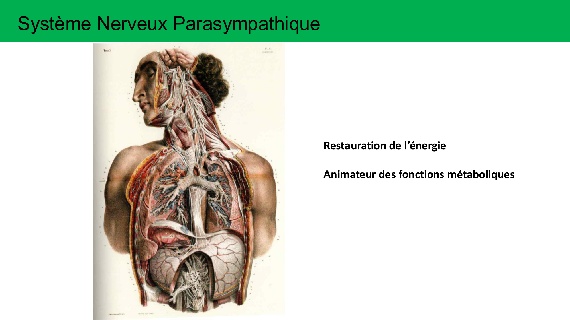Cours Systeme Nerveux Autonome-Quairiaux-2025 page 9